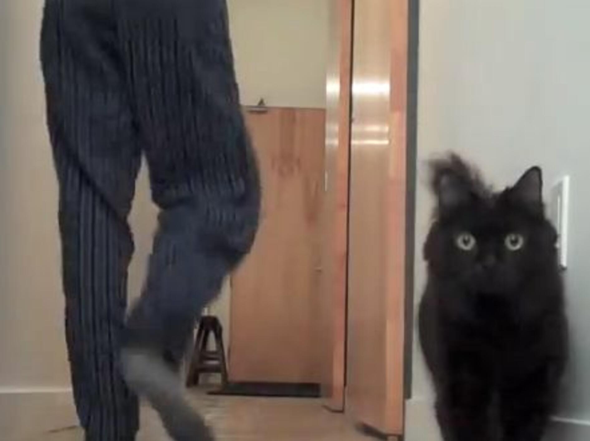 Die Katze und der Luftballon: Lustigster Blick der Welt? — Bild: Youtube / Sho Ko