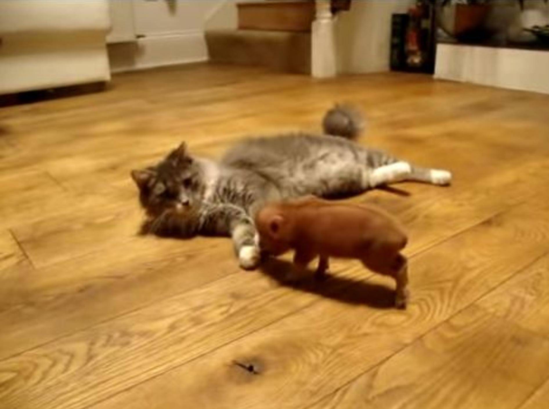 Tierisch knuffig: Minischwein trifft süße Katzen — Bild: Youtube / littlepigfarmuk
