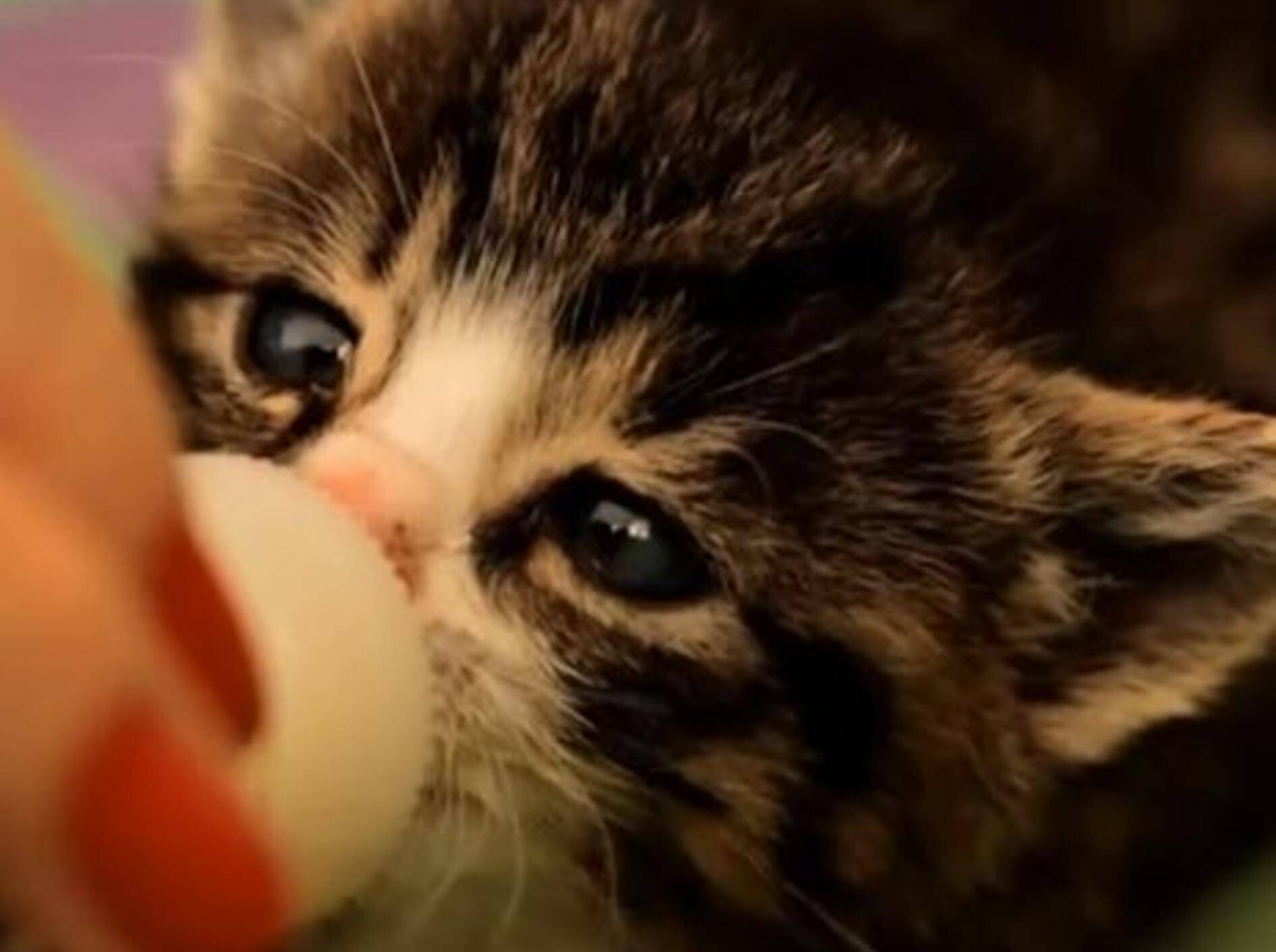 Süße Nikita: Ein Waisenkätzchen wird zum Ninjakätzchen — Bild: Youtube / Krzysztof Smejlis