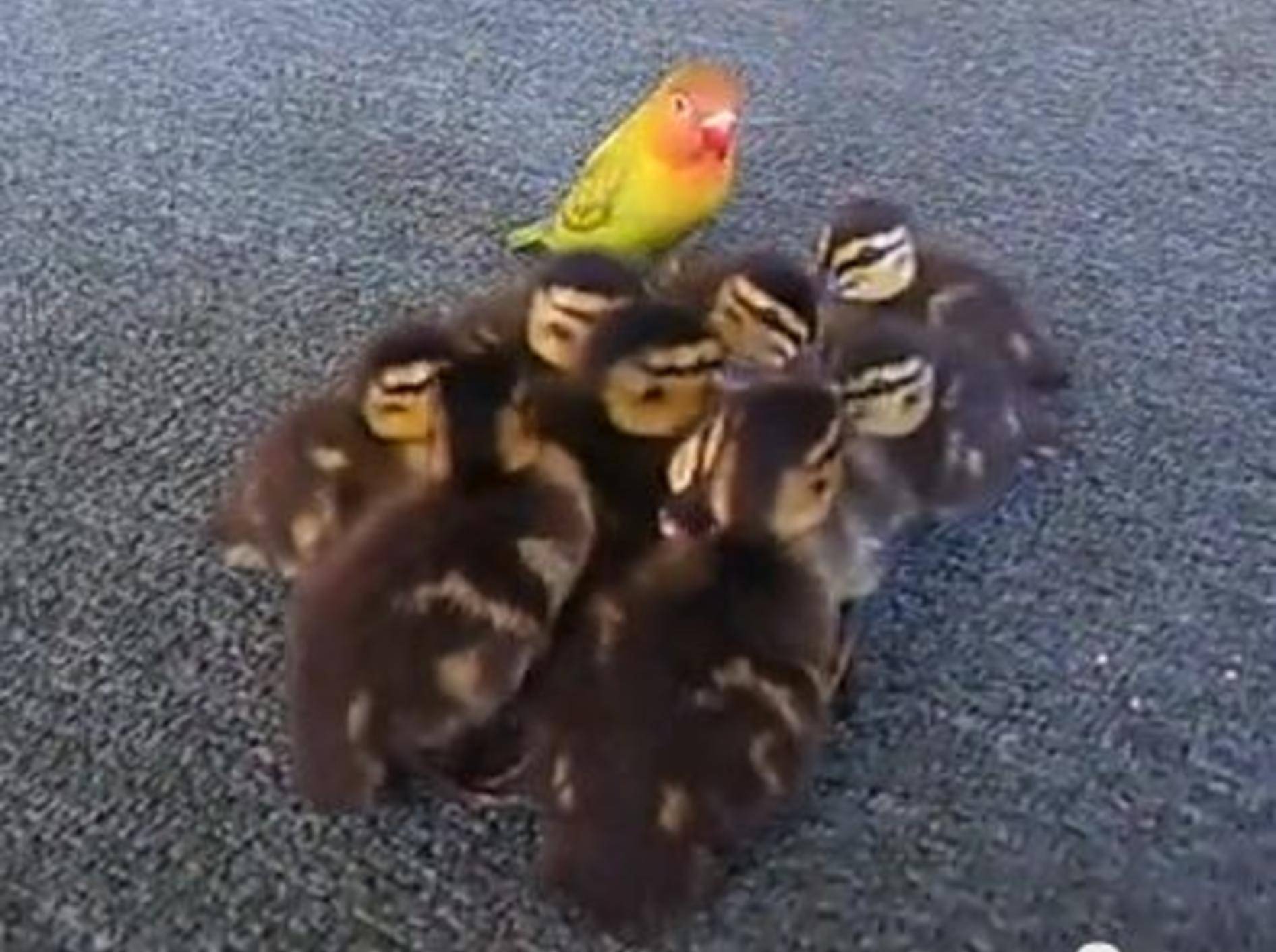 Neun Entenküken und ihr bunter Babysitter — Bild: Youtube / SwordfightHeWon