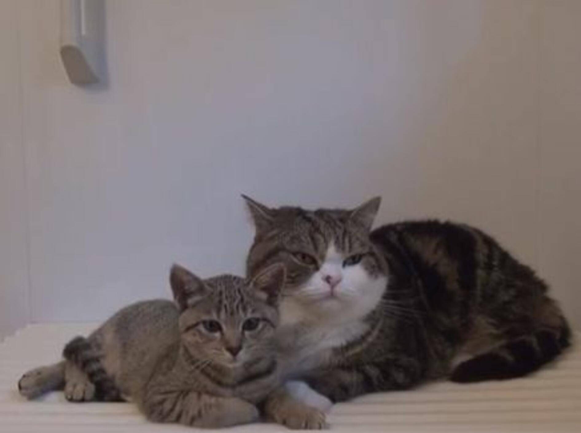 Neues aus dem Hause Maru und Hana — Bild: Youtube / mugumogu