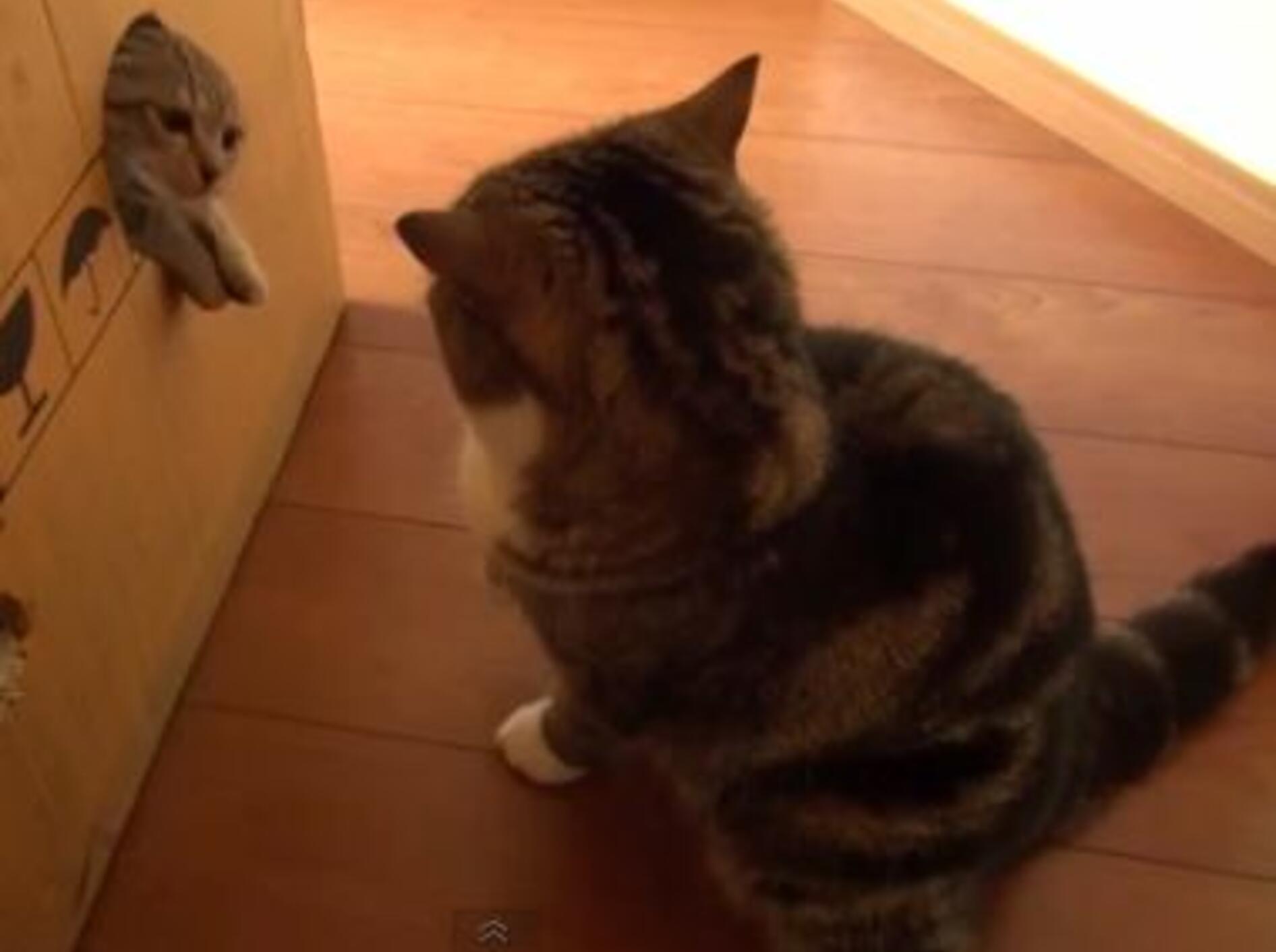 Verspielter Maru: Freundin Hana steht ihm in Nichts nach — Bild: Youtube / mugumogu