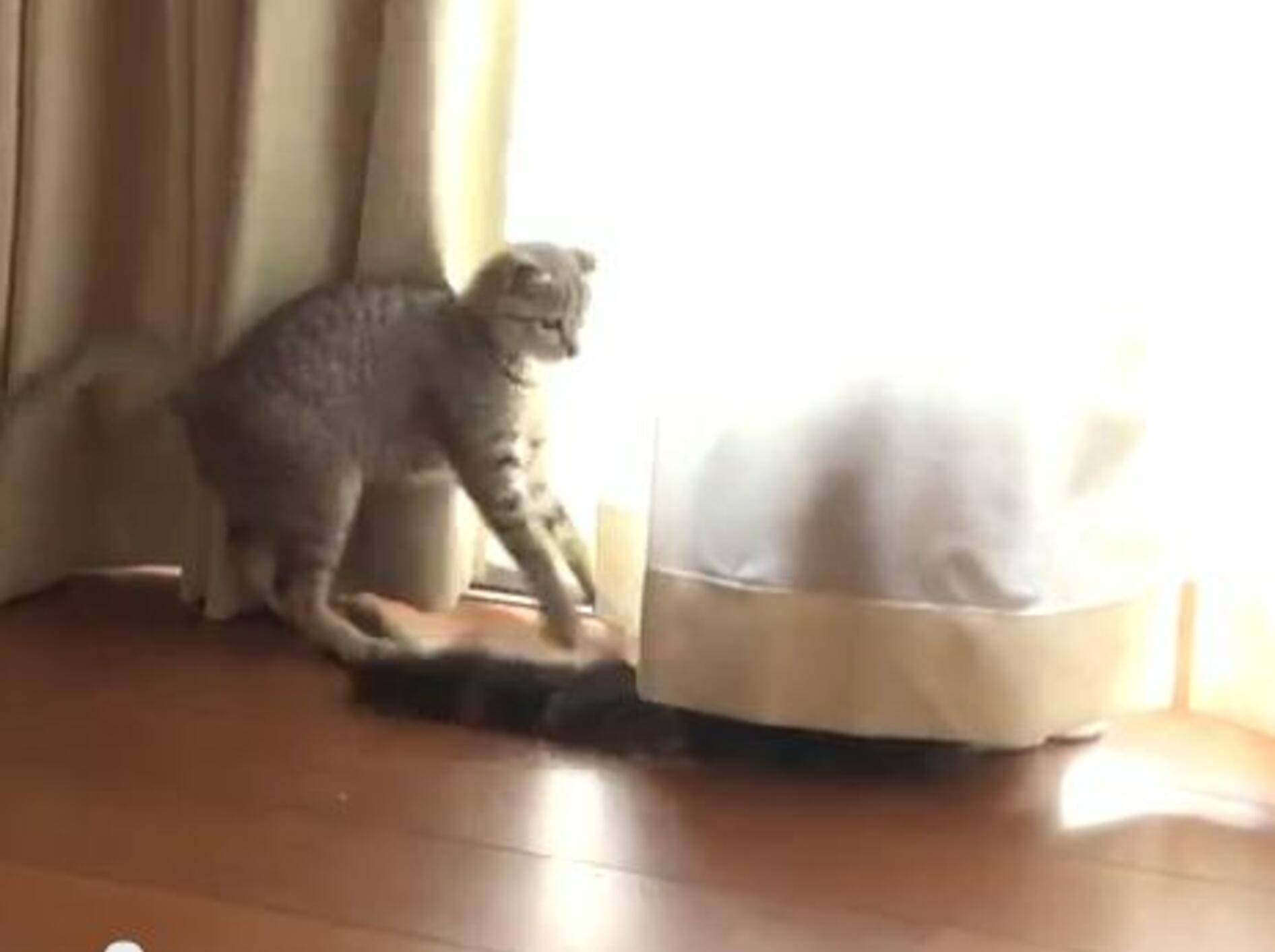 Hana versucht Marus Schwanz zu fangen - Bild: Youtube / mugumogu