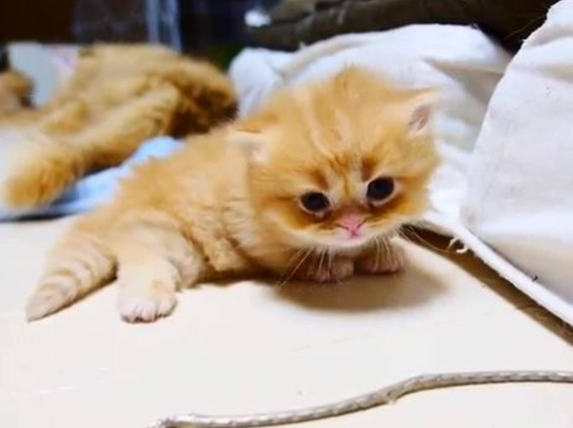 Katzenbaby vs. Matratze