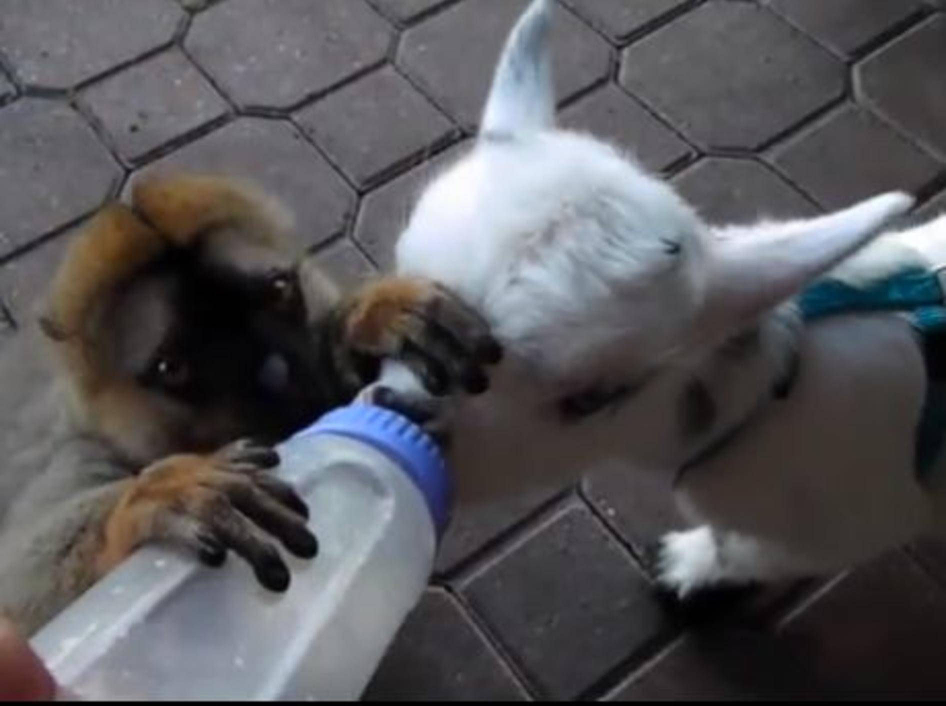 Zicklein Willie und Lemur Charlie wollen beide an die leckere Milch - BIld: Youtube / Exotic Animal Experience