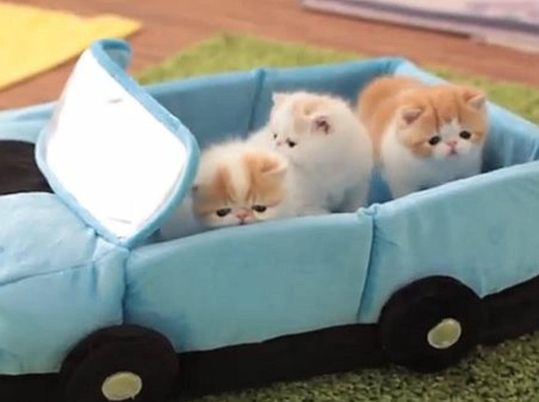 Exotische Kurzhaar Katzenbabys fahren Auto — Bild: Youtube / sweetfurx4
