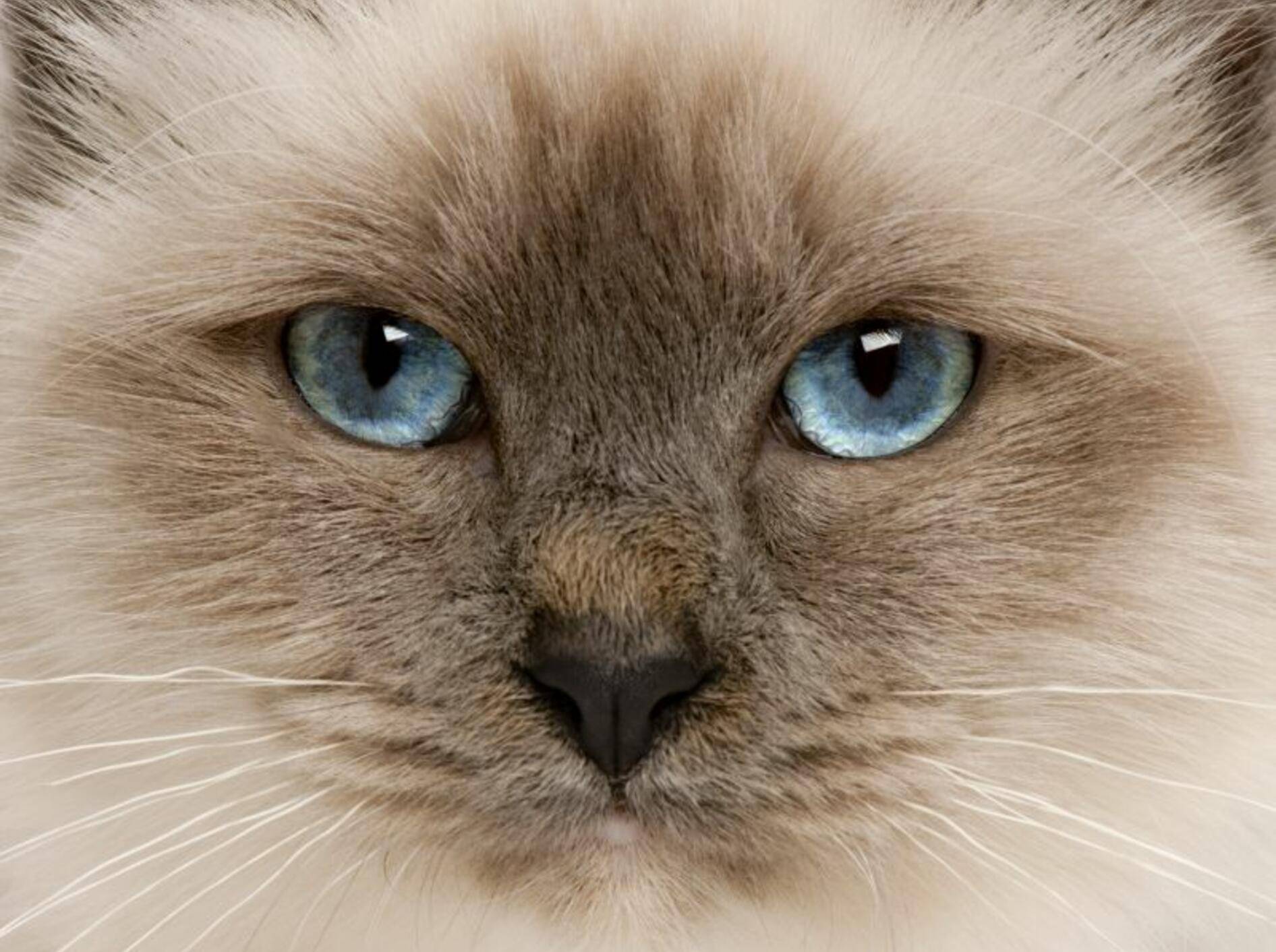 Sie liebt es überall dabei zu sein und schläft am Liebsten bei ihren Besitzern im Bett — Bild: Shutterstock / Eric Isselee