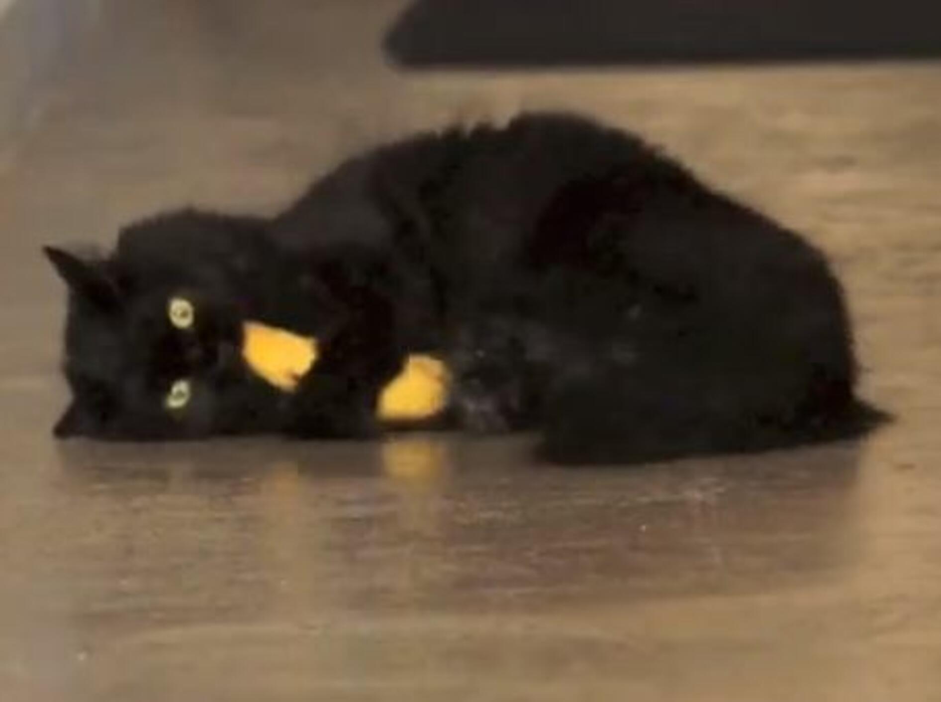 Die richtige Taktik macht's: Süßer Katzenstreit um Banane — Bild: Youtube / Sho Ko