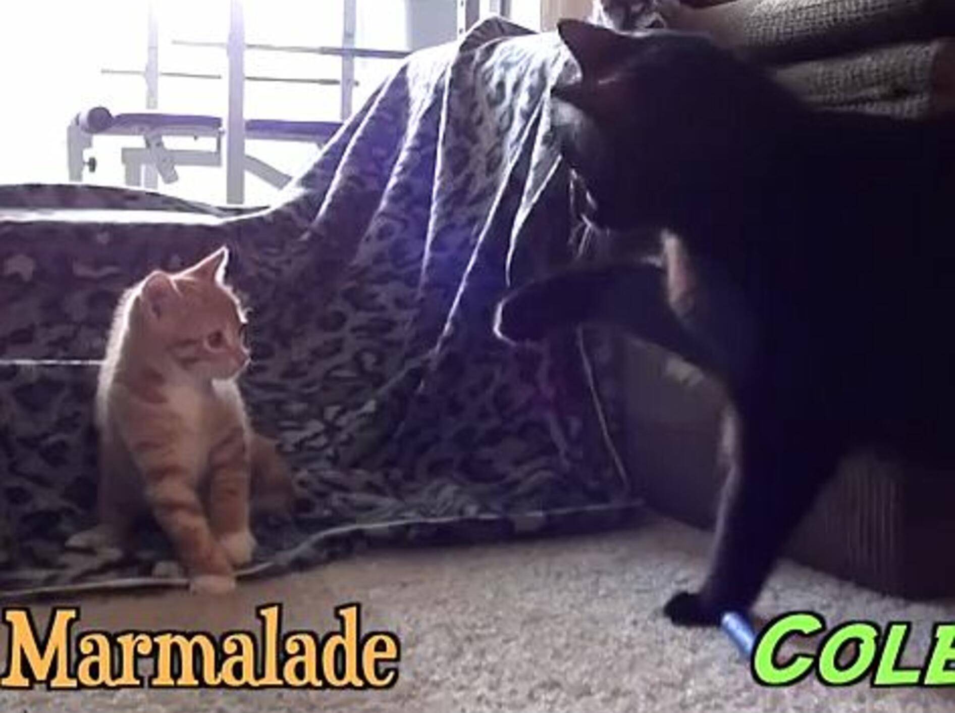 Best Friends forever: Zwei Kater lernen sich kennen — Bild: Youtube / hris Poole