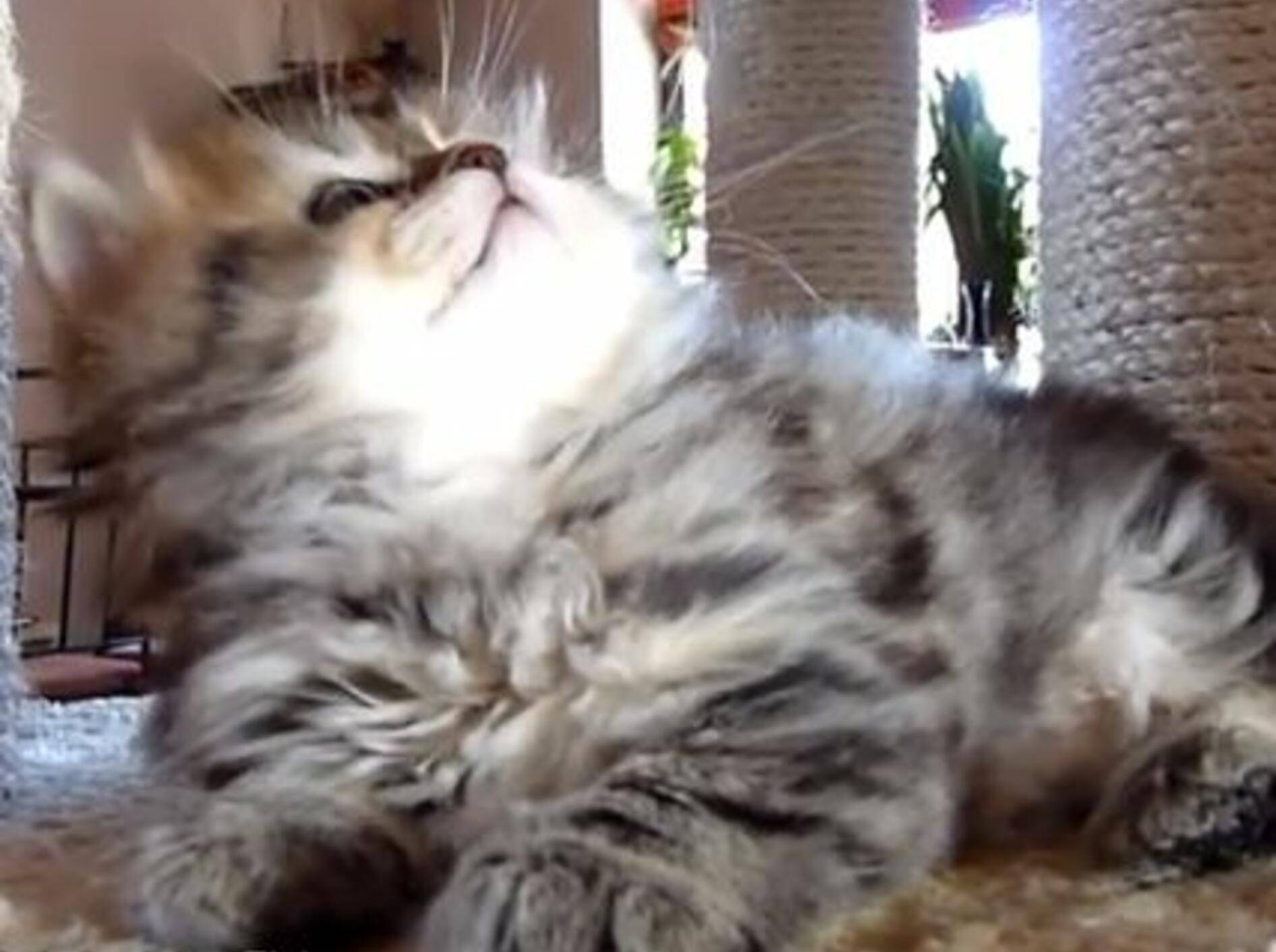 Niedliches Katzenduell: Kleine Schwester vs. großer Bruder — Bild: Youtube / Funnycatsandnicefish
