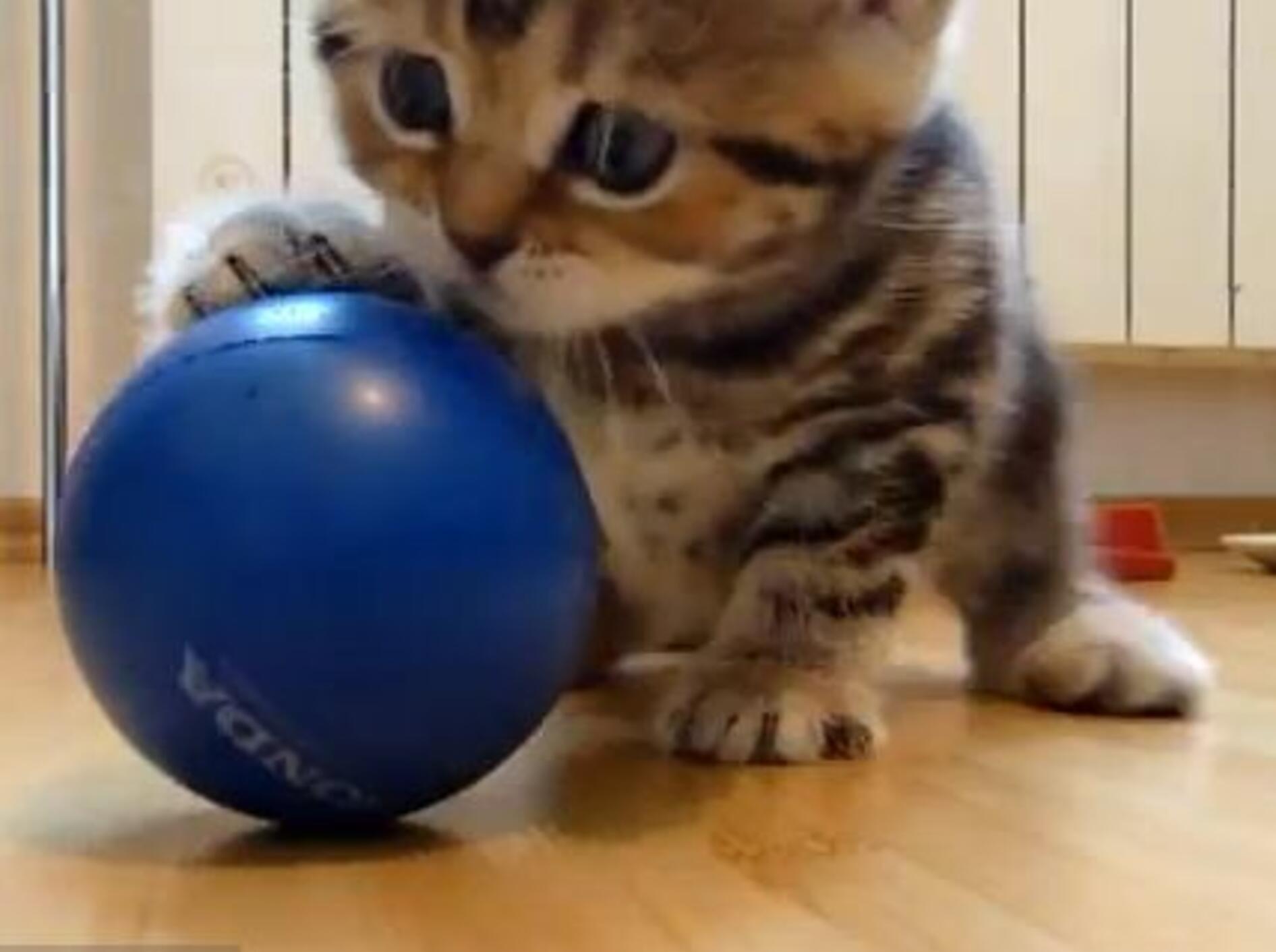 So niedlich: Trefft das verspielte Katzenbaby Paris — Bild: Youtube / Funnycatsandnicefish