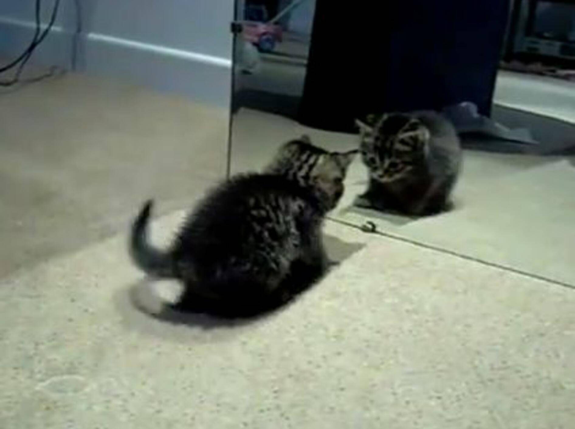Nanu, wer ist denn das? Das Katzenbaby und der Spiegel — Bild: Youtube / Meow Aum