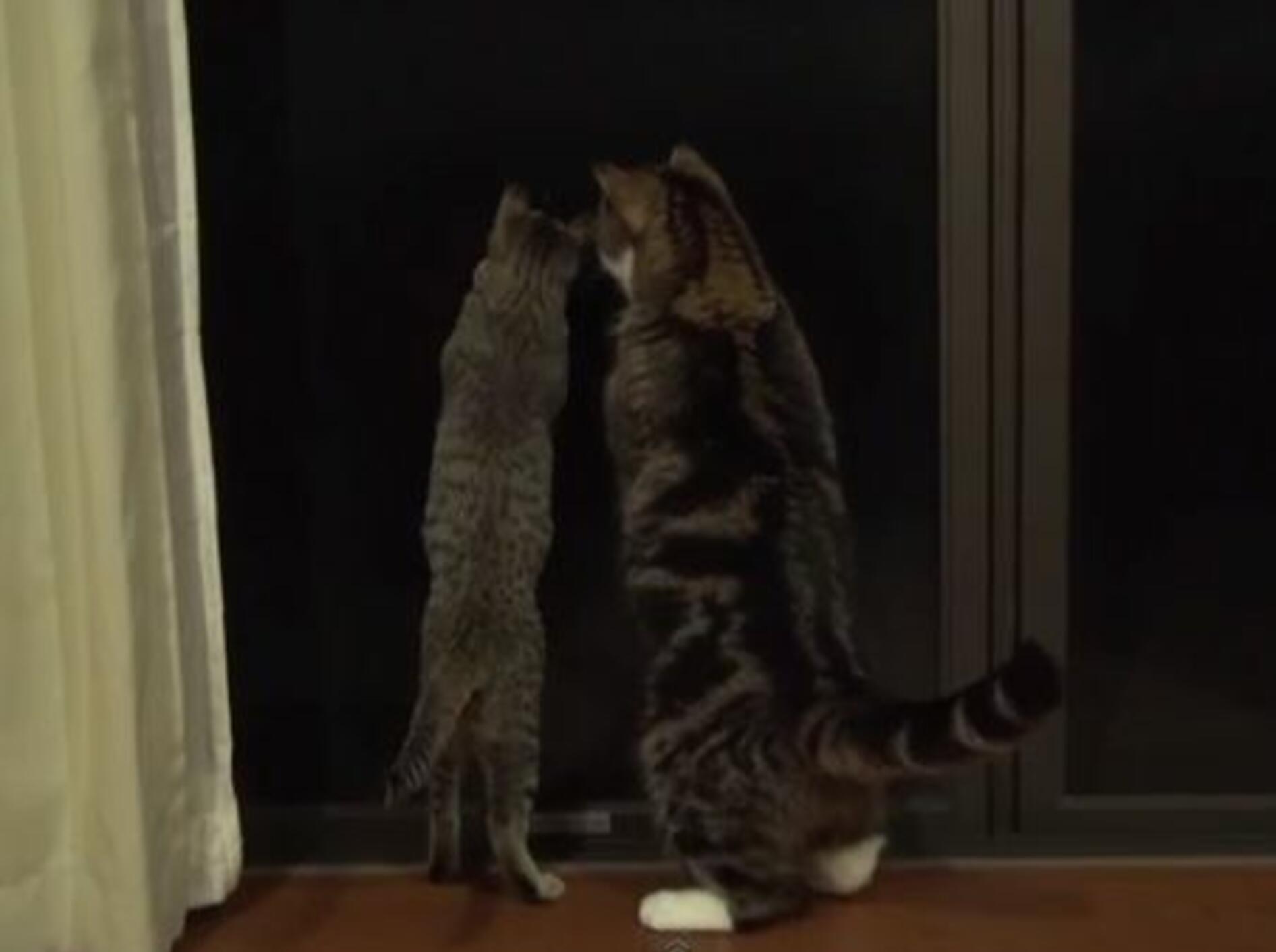 Maru und Hana: Die Youtube-Stars bei Nacht — Bild: Youtube / mugumogu