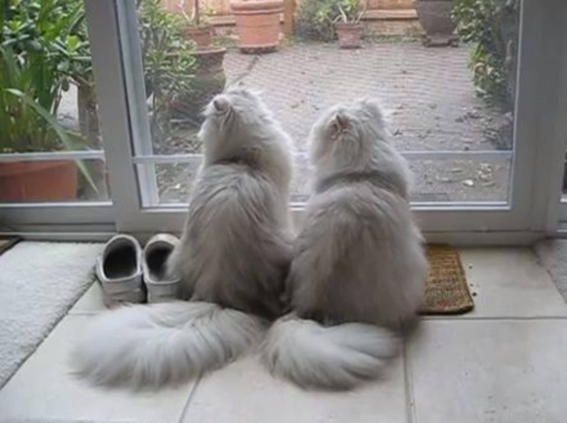Wunderschöne Perser-Katzen sehen aus wie Zwillinge — Bild: Youtube / Mythicbells