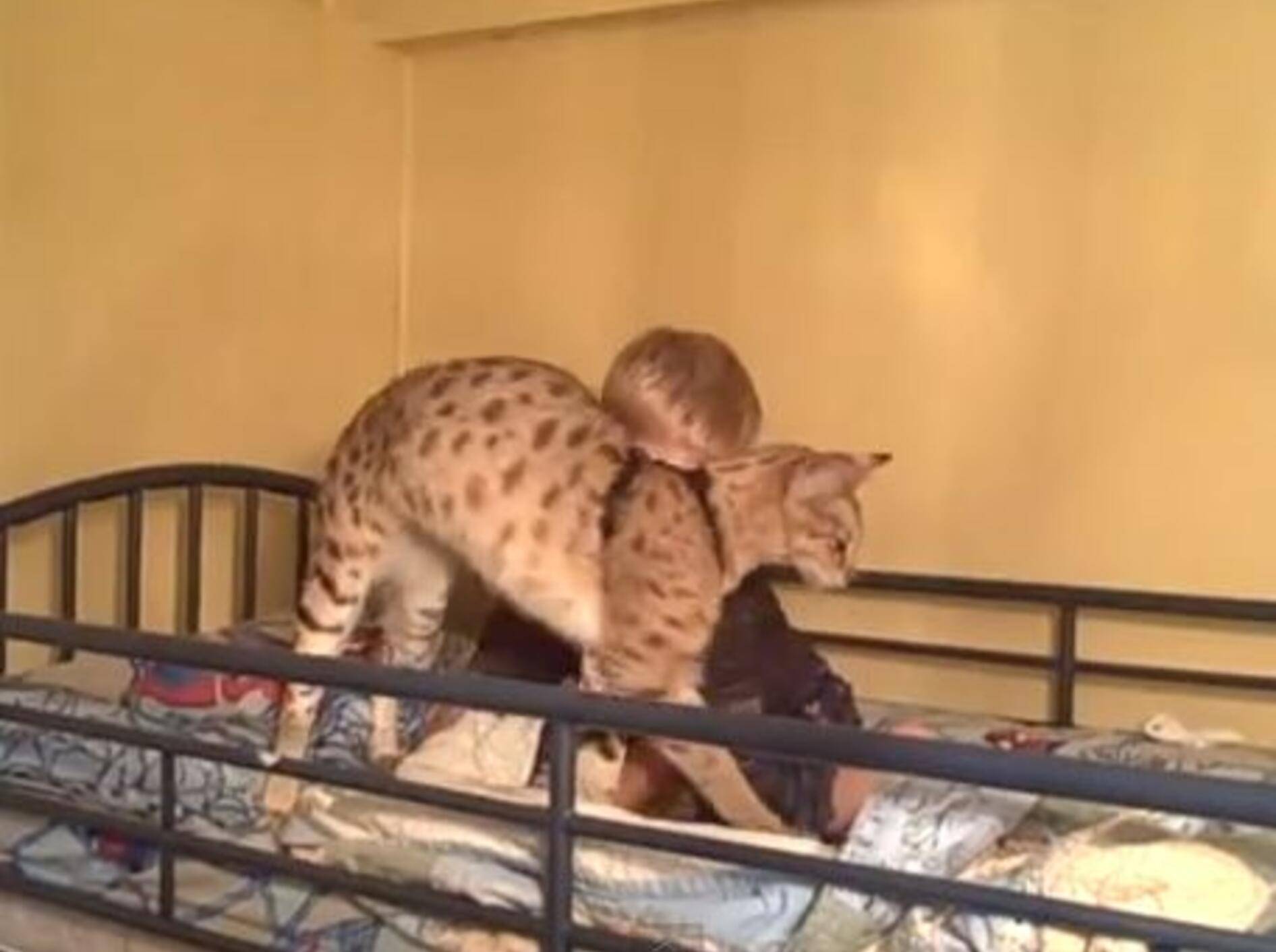 Wow! Savannah Katze „Magic“ weckt ihr Herrchen — Bild: Youtube / PoC - Pictures of Cats org