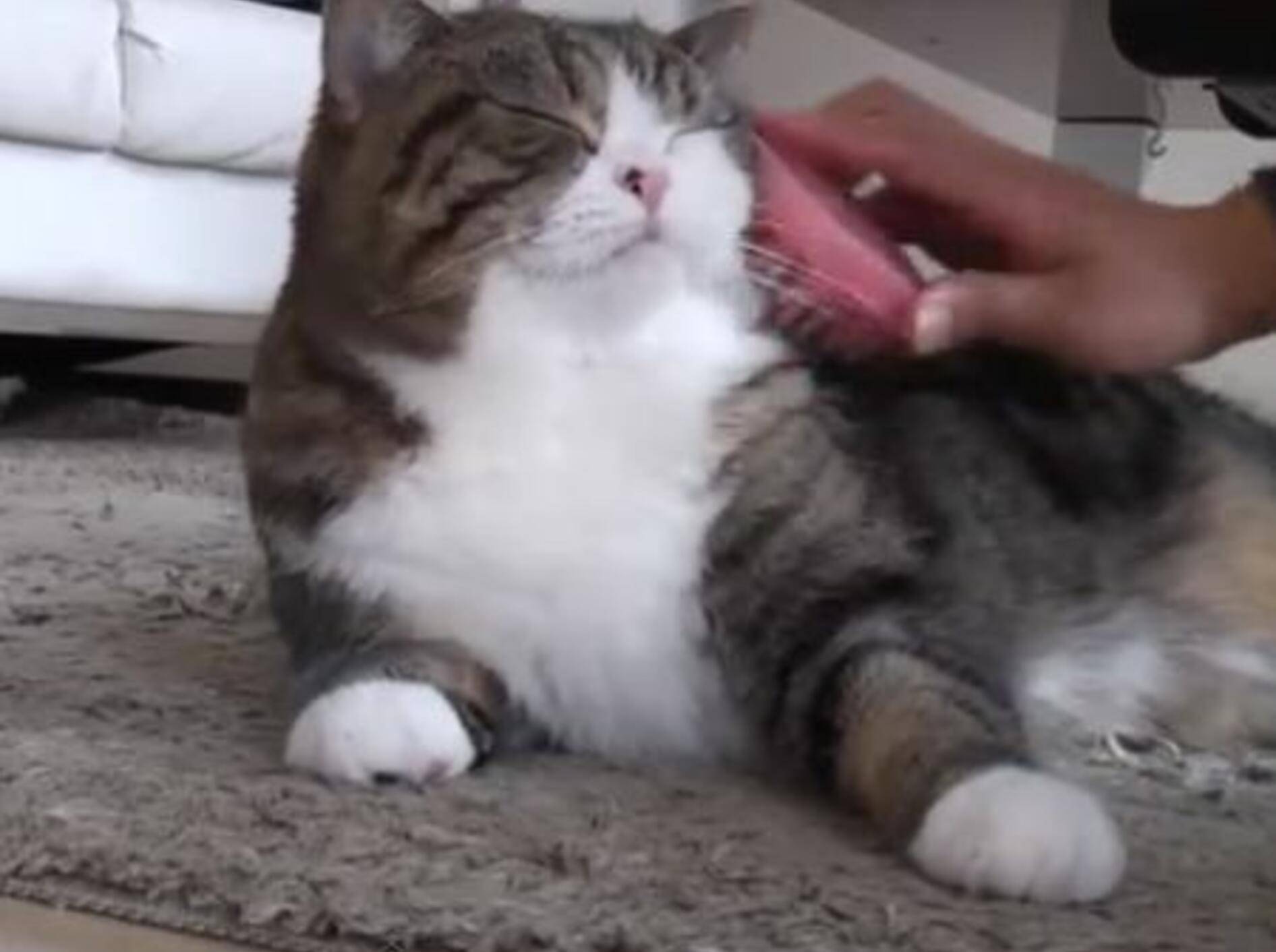 Kater Maru wird gebürstet - Bild: Youtube / mugumogu