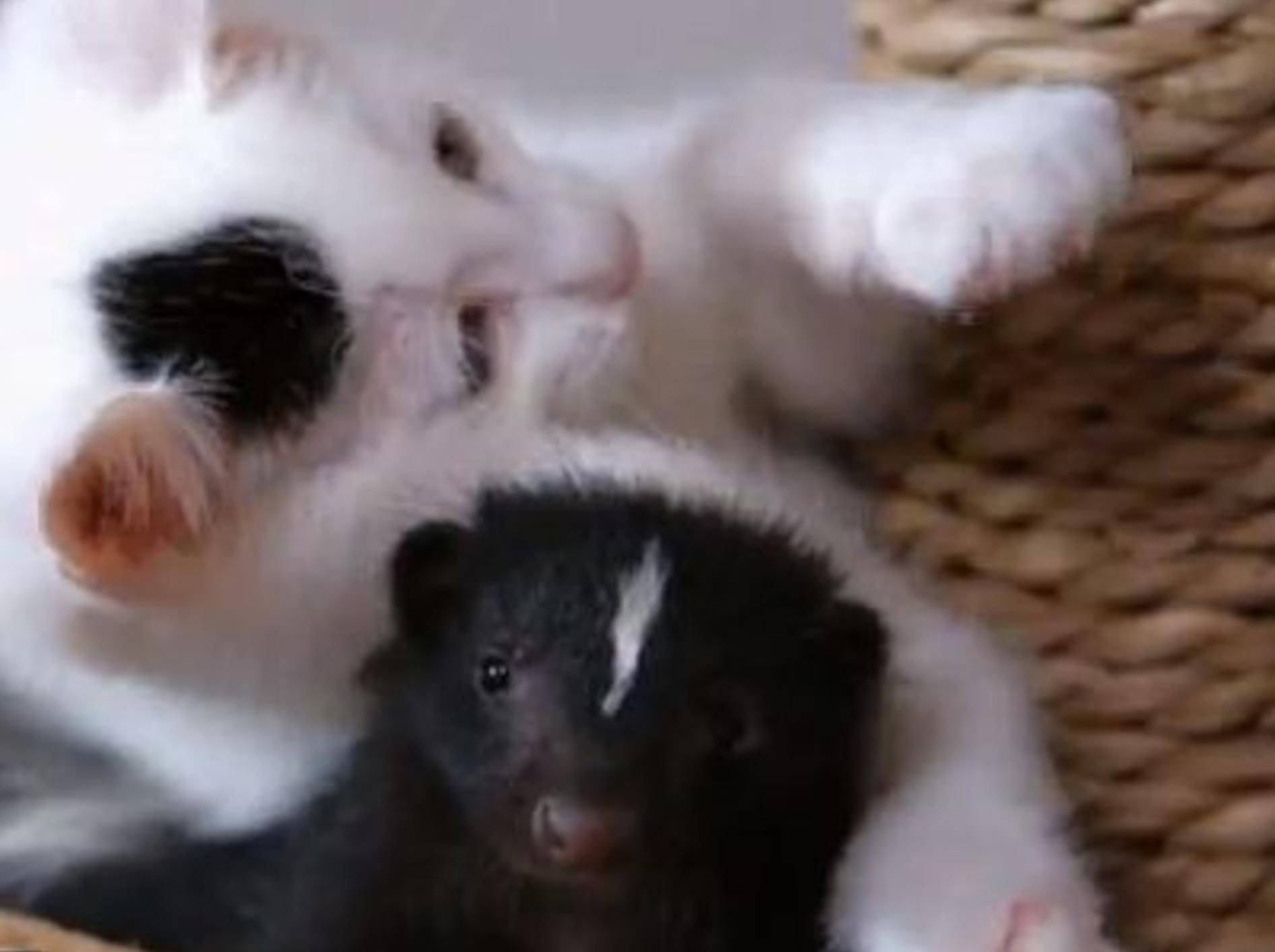Tierische Freundschaft: Katzenbaby spielt mit Skunk - Bild: Youtube / Animal Planet