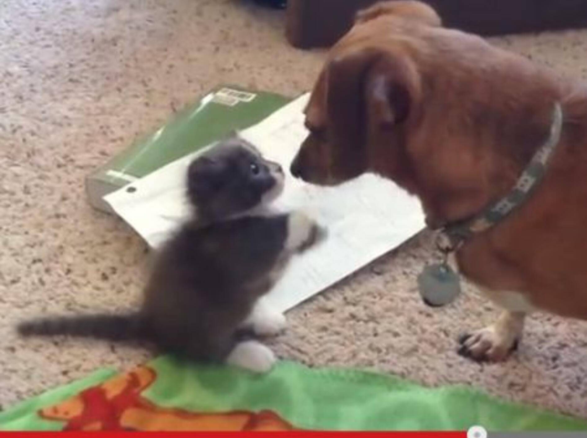 Katzenbaby trifft Dackel - Bild: Youtube/ thebabybugkitty·
