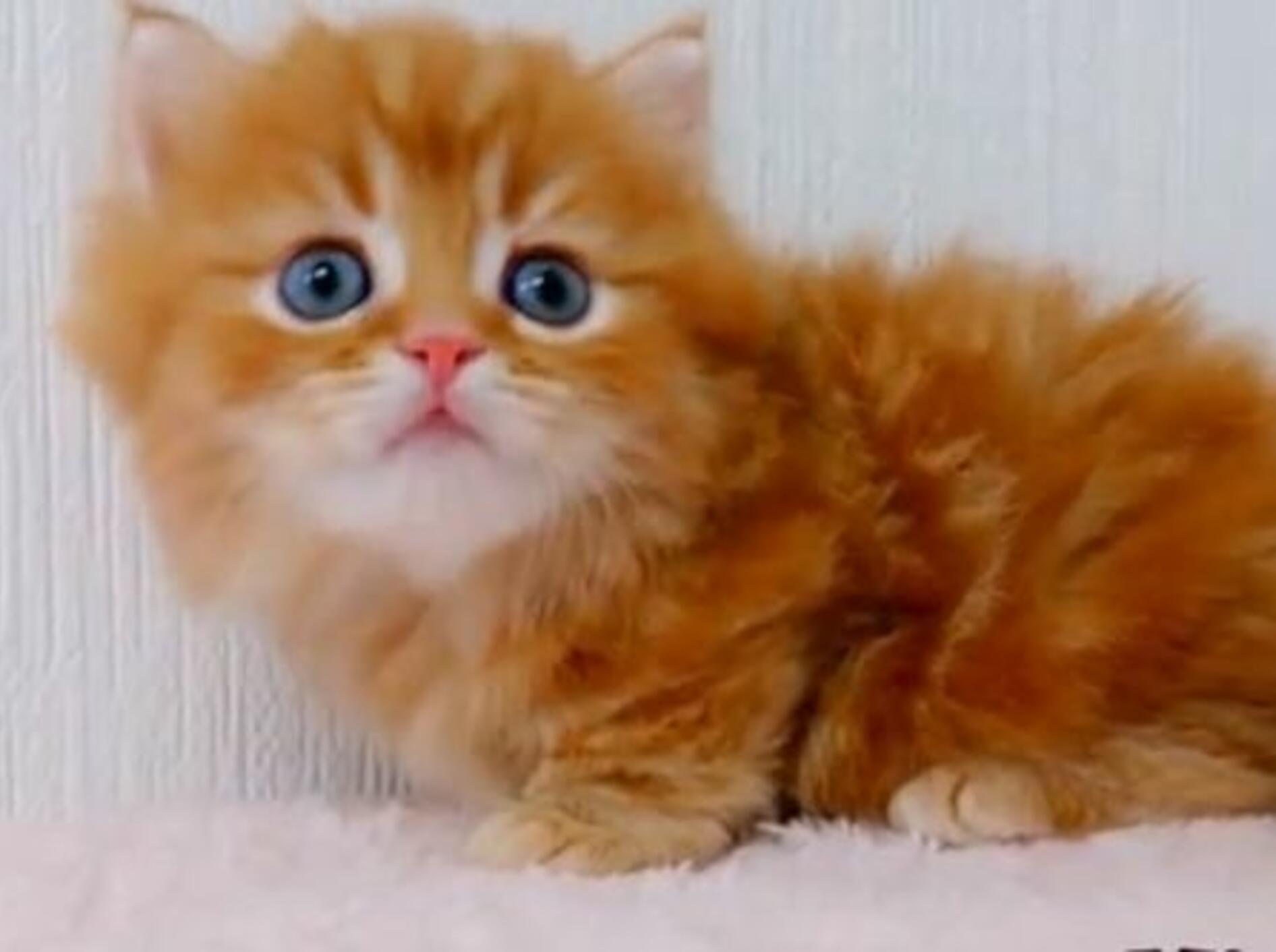 oangenes-fluffiges-katzenbaby