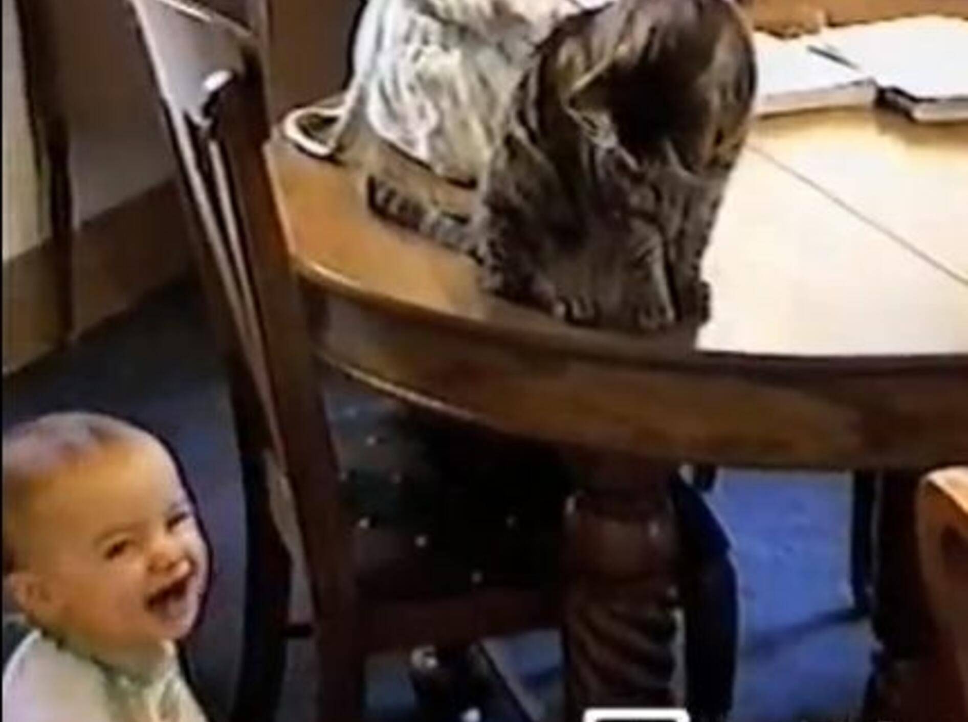 Baby und Katze erfinden das Apportier-Spiel neu – Bild: Youtube / PetTubedotcom