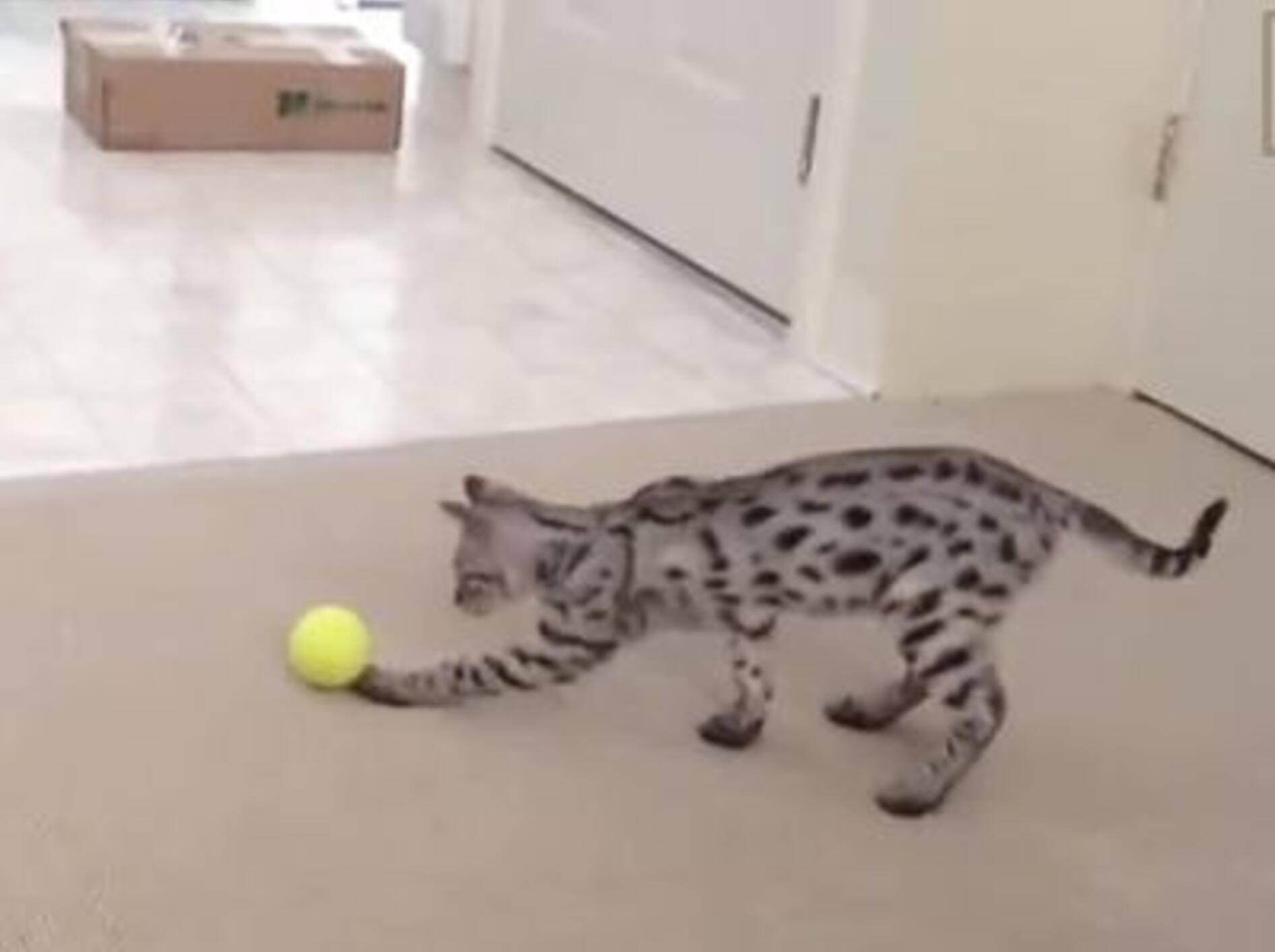 Katzen beweisen: Nicht nur Hunde lieben Tennisbälle – Bild: Youtube / FunnyClix