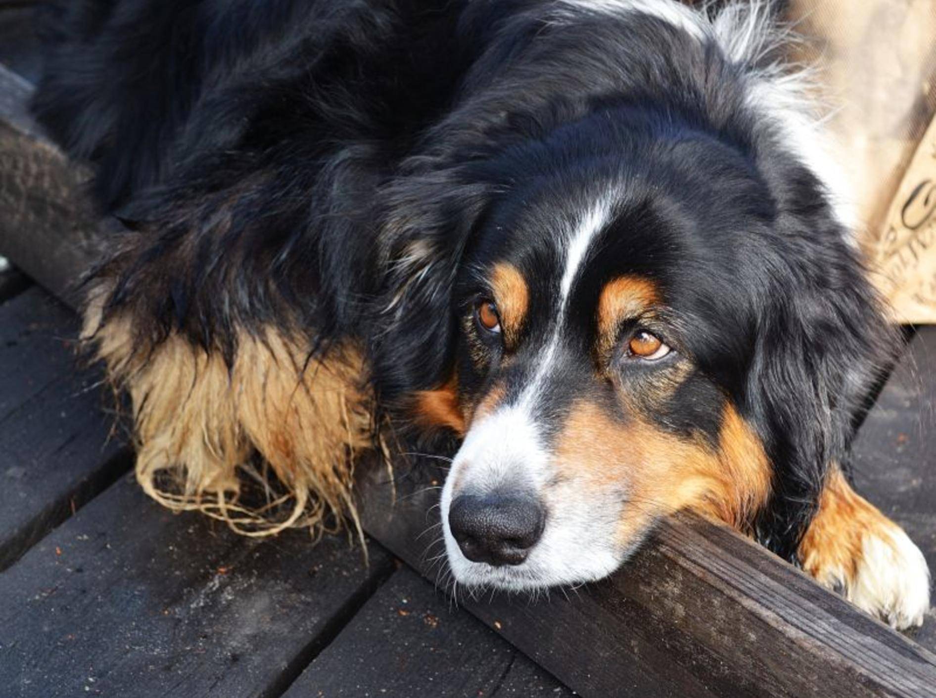Schonkost Rezepte für Hunde sind leicht verträglich und reich an Nährstoffen – Bild: Shutterstock / Arevik