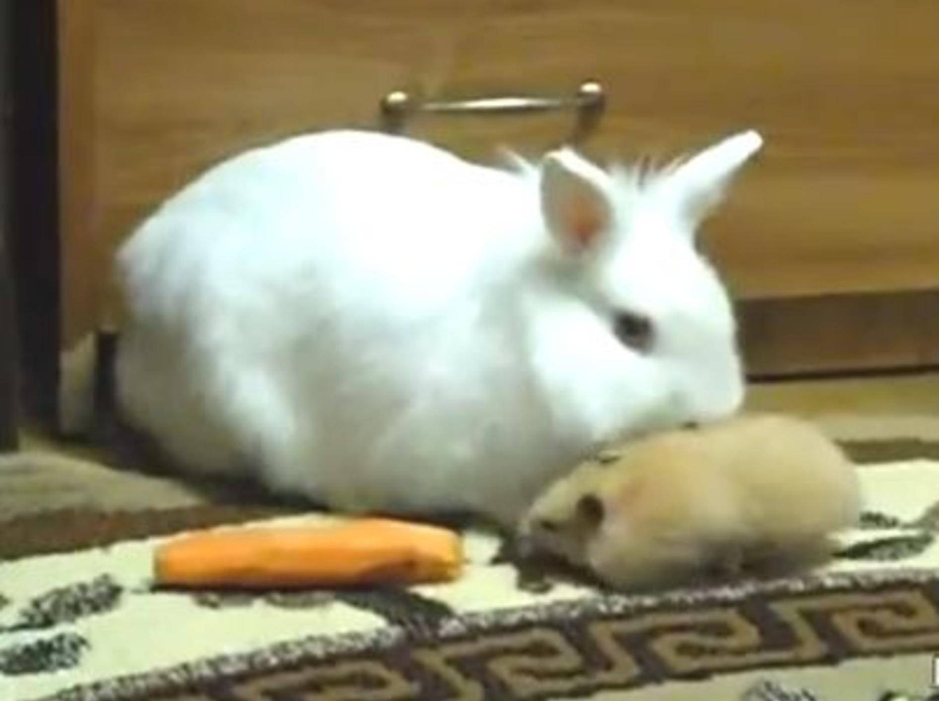 Frecher kleiner Hamster beklaut Kaninchen – Bild: Youtube / ignoramusky