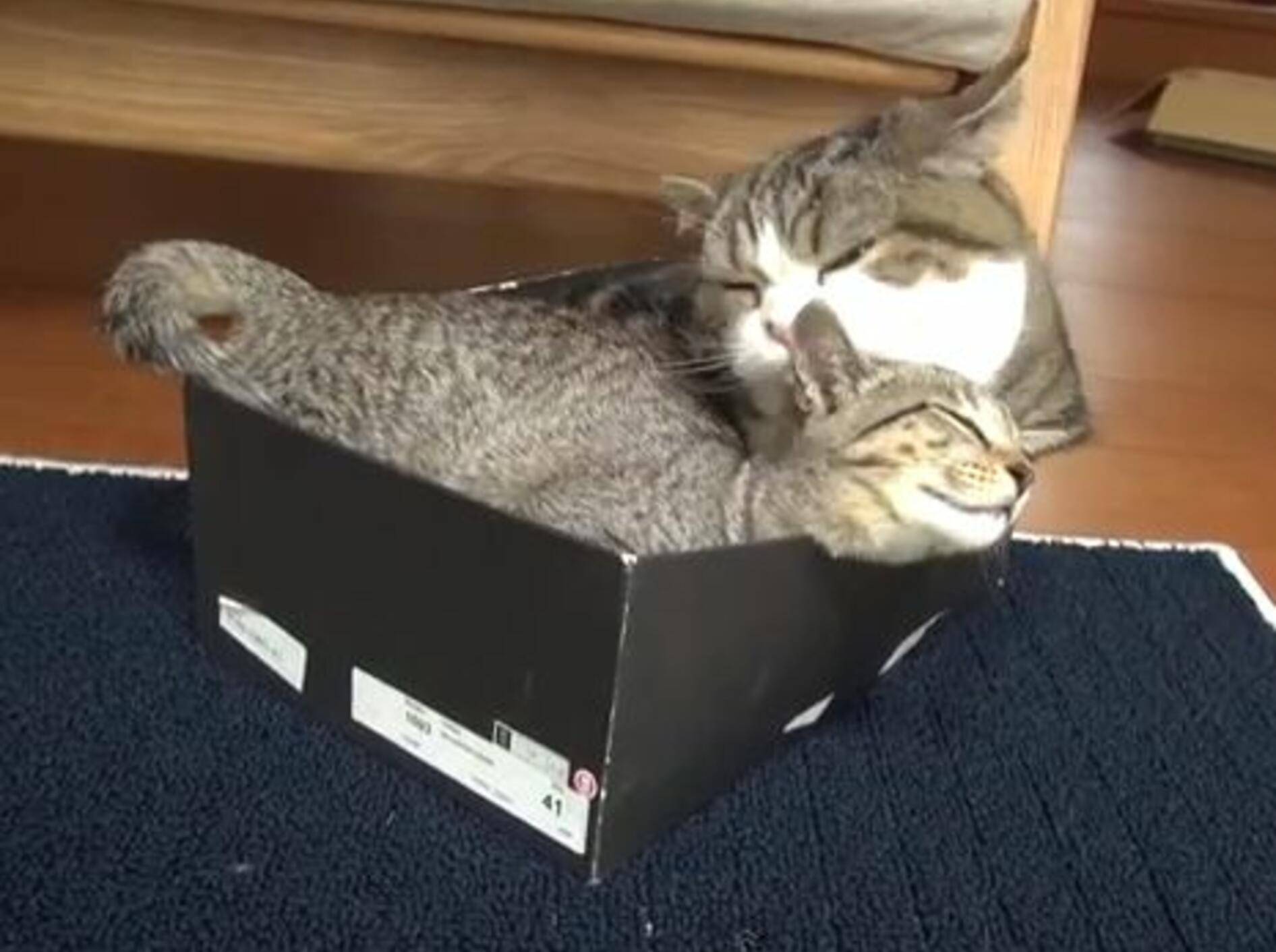 Kater Maru teilt seinen Lieblingskarton – Bild: Youtube / mugumogu