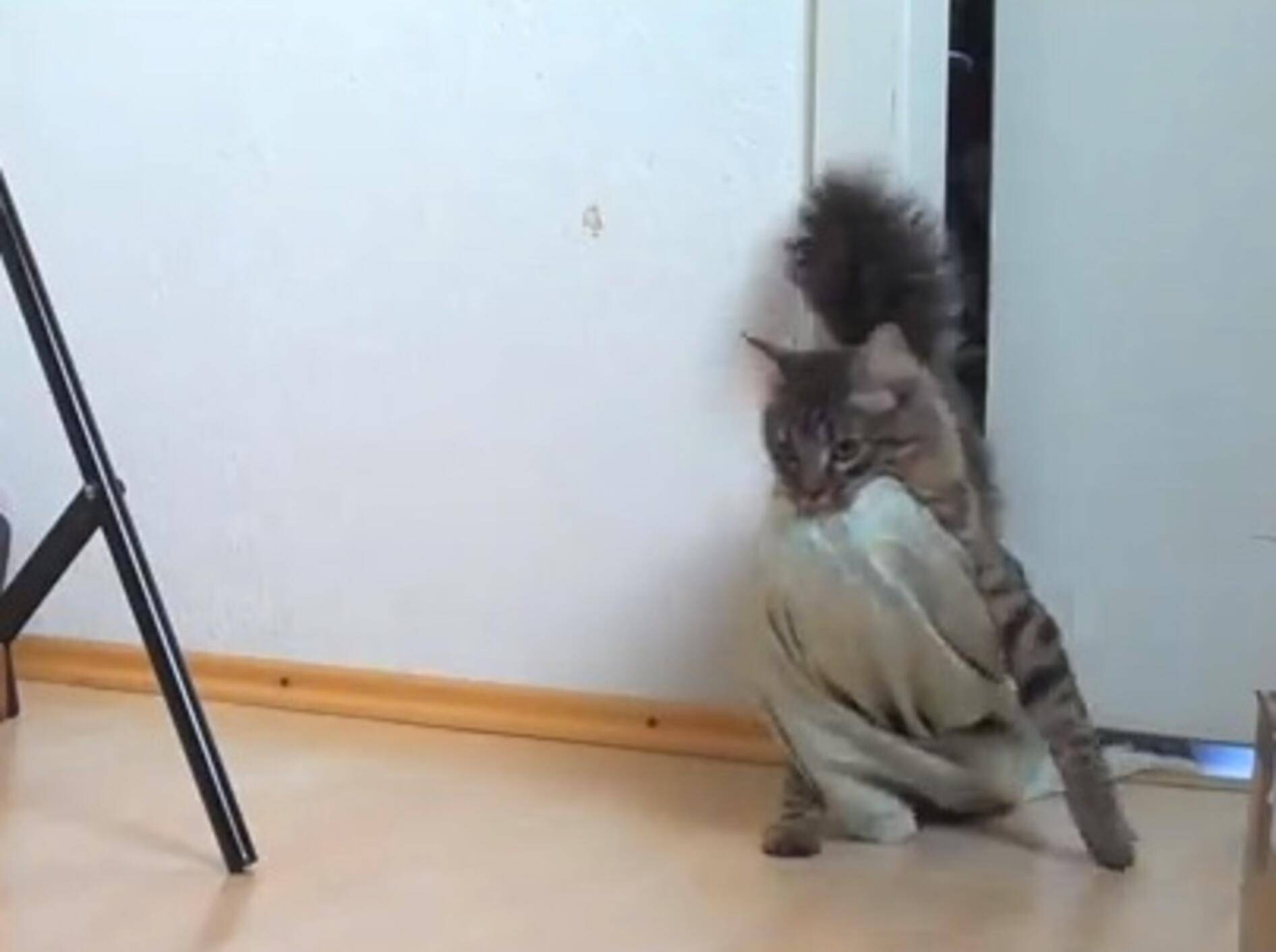 Ein Tag im Leben von Kater Nero – Bild: Youtube / cheezburger