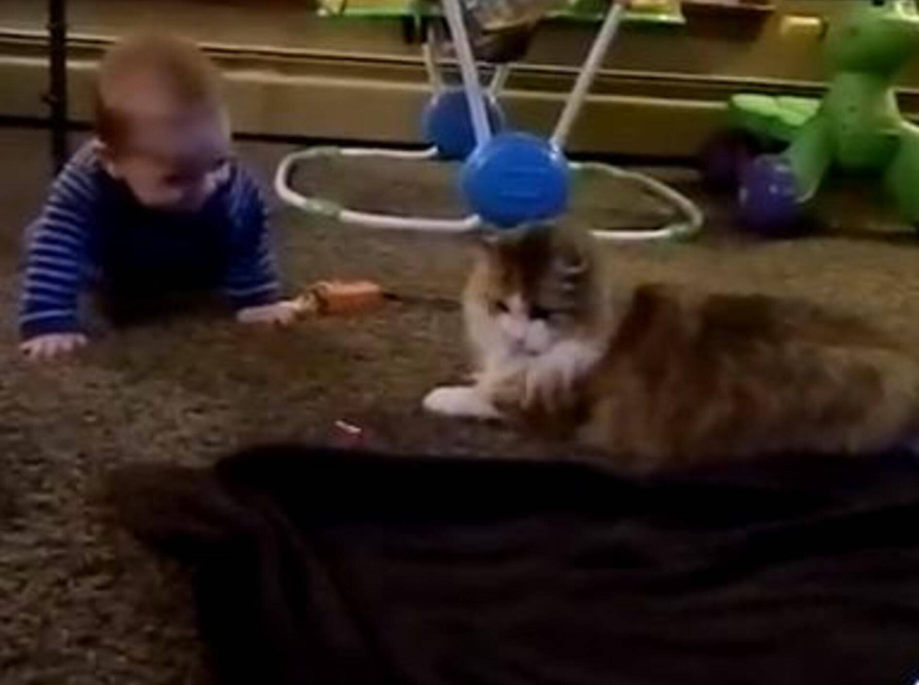 Wie schön: Wenn Katzen Babys zum Lachen bringen – Bild: Youtube / CrazyFunnyStuffCFS