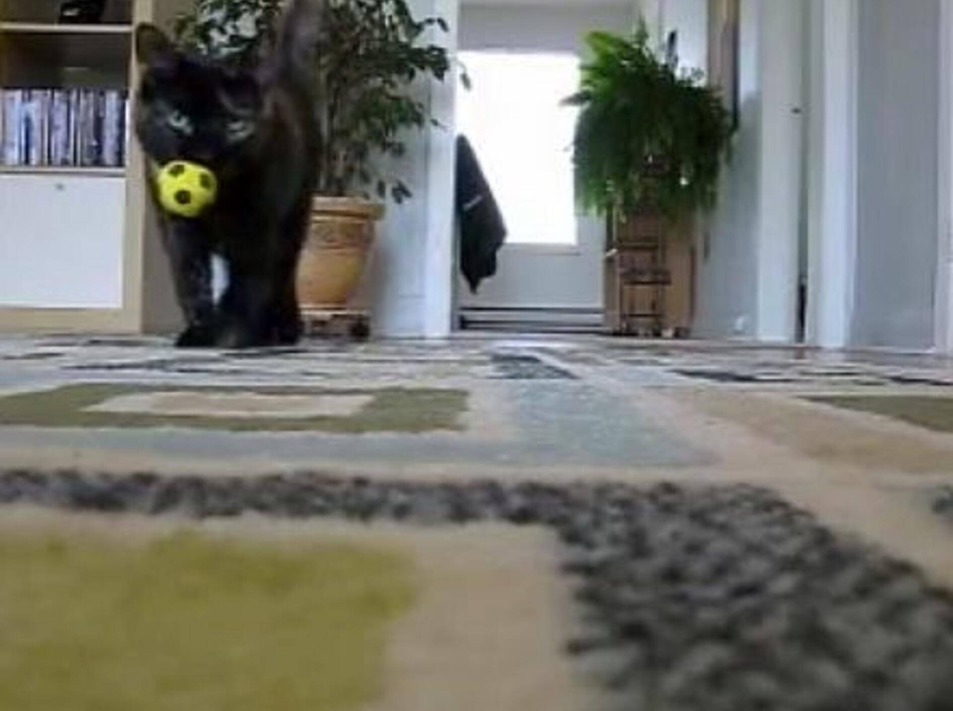 Katze oder Hund? Spielspaß XXL beim Apportieren – Bild: Youtube / francoislaferriere