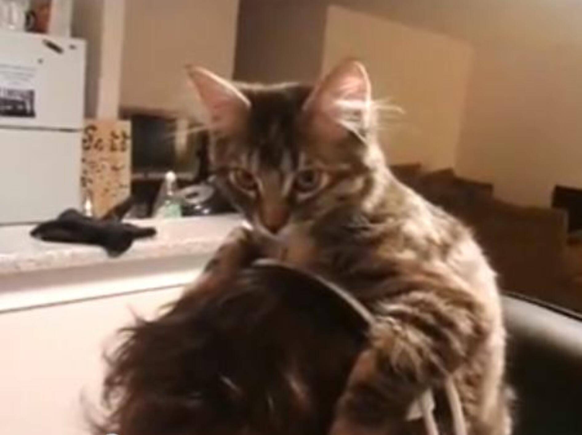 Computerkatze: Von oben ist die Aussicht schöner! – Bild: Youtube / Katie Westlake