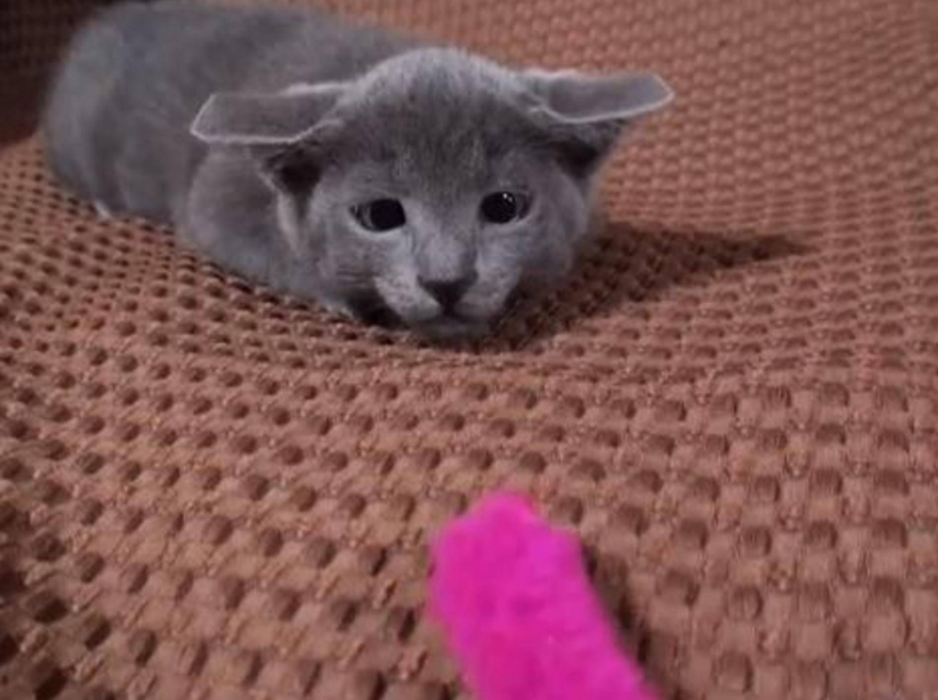 Trefft Mimi: Kleine Katze, große Augen – Bild: Youtube / Nyanta8355