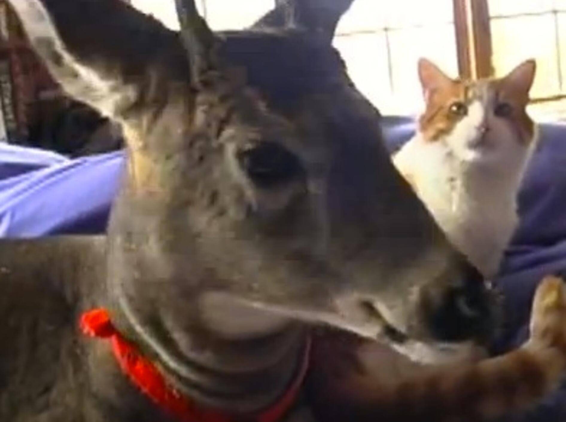 Liebe Katze kümmert sich um XXL-Waisentier – Bild: Youtube / hoppythedeer