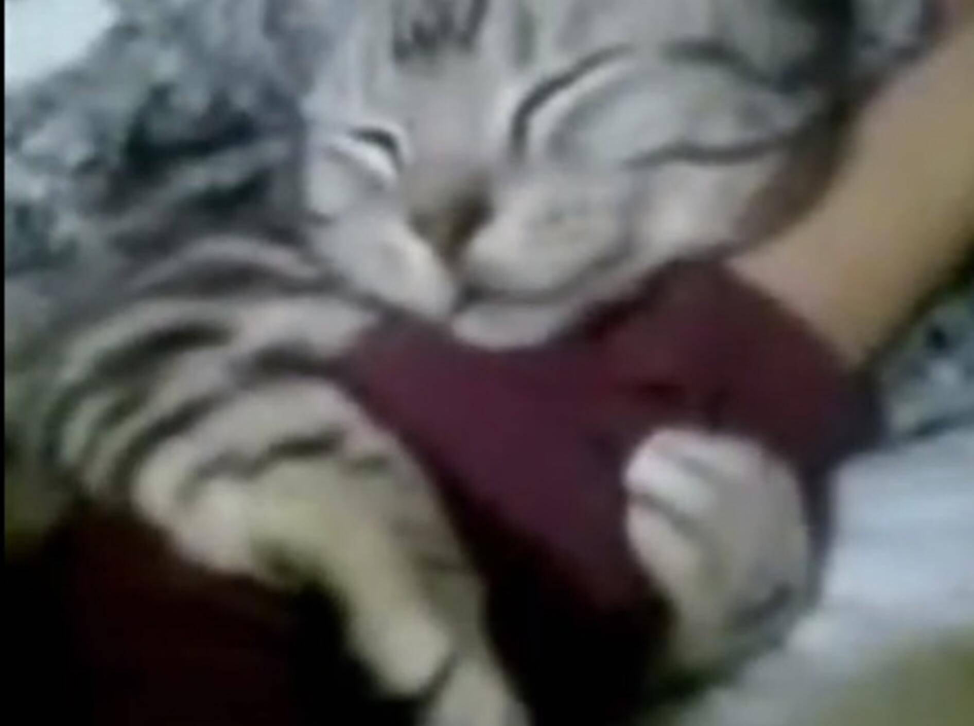 Knuddelkatze hat ihren Besitzer so lieb! – Bild: Youtube / Meme Warrior