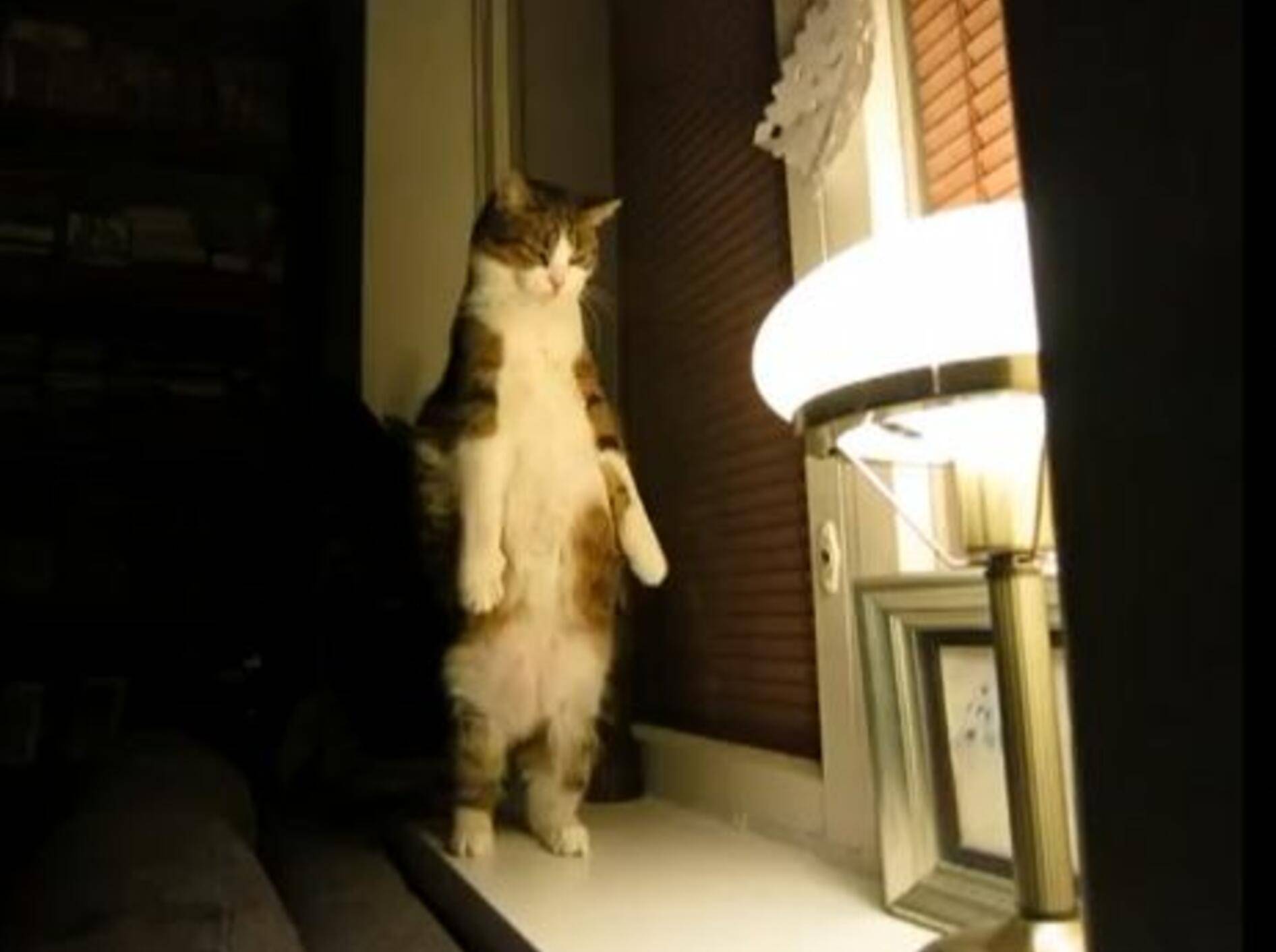 Lustige Katzengymnastik mal anders! — Bild: Youtube / FinnDivine