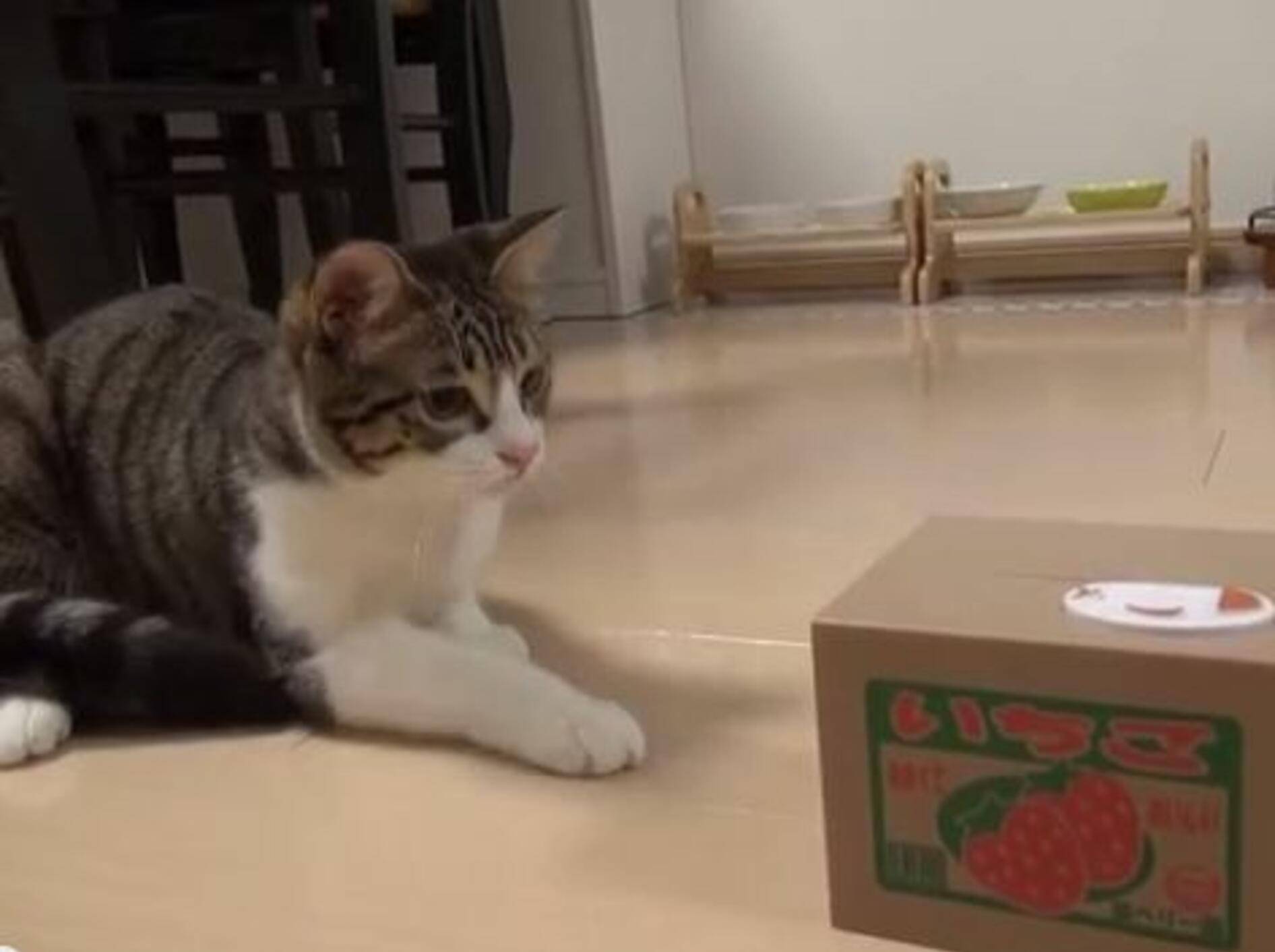 Was ist bloß in diesem Pappkarton? – Bild: Youtube / atomluke25