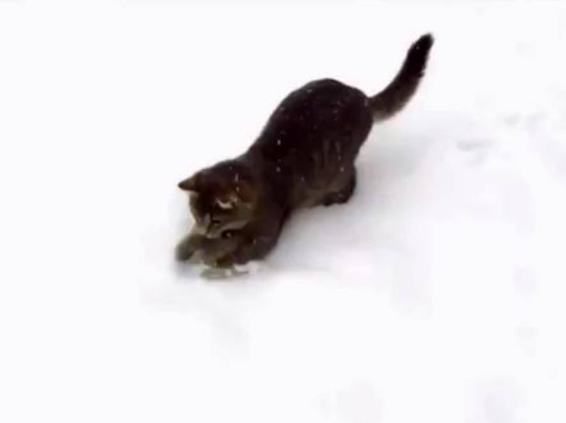 Süße Katzen: Auf ins Schneegestöber! – Bild: Youtube / funnyploxTV