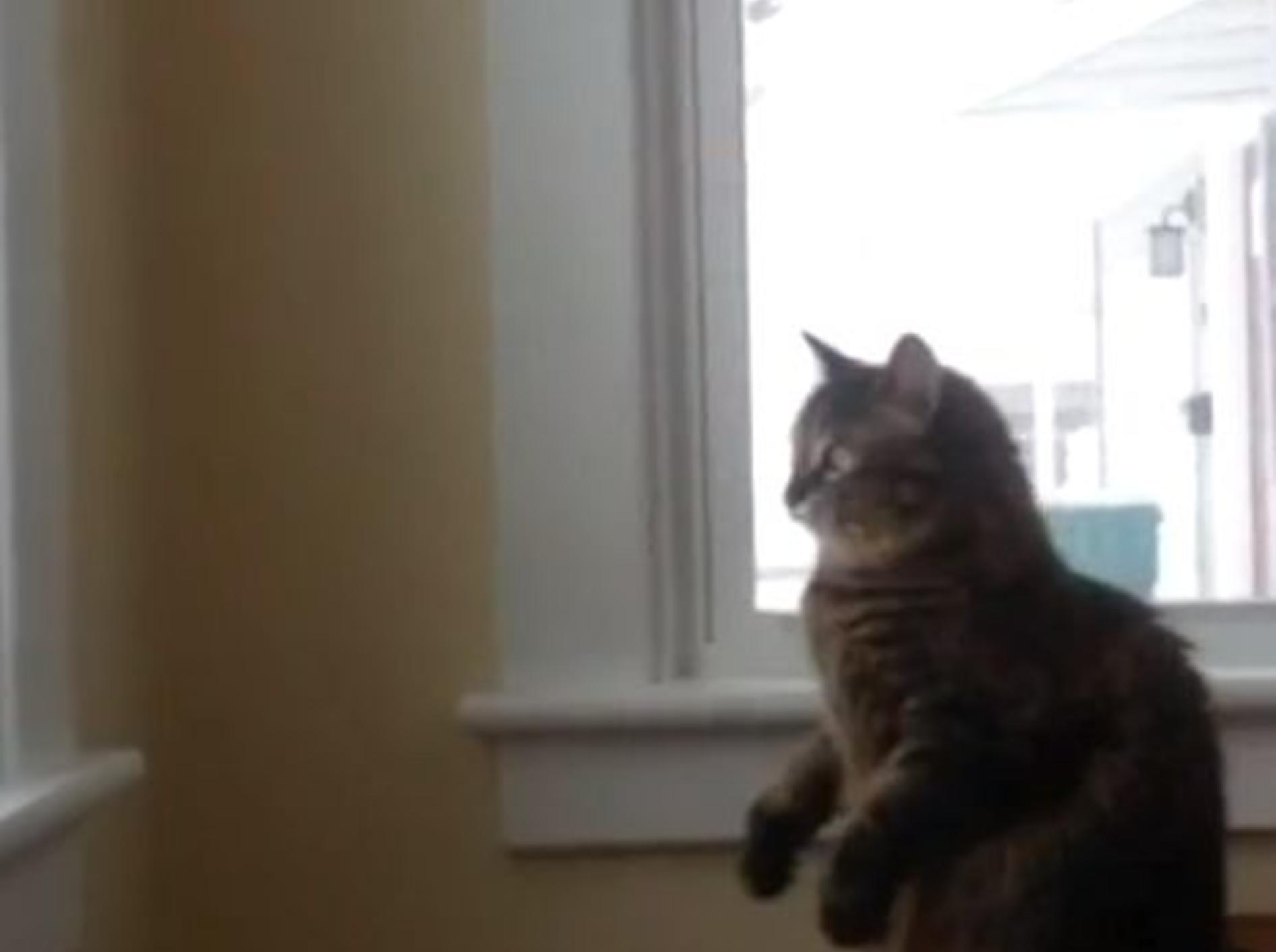 Wenn Katzen versuchen, Schneeflocken zu fangen – Bild: Youtube / FunnyBOBO