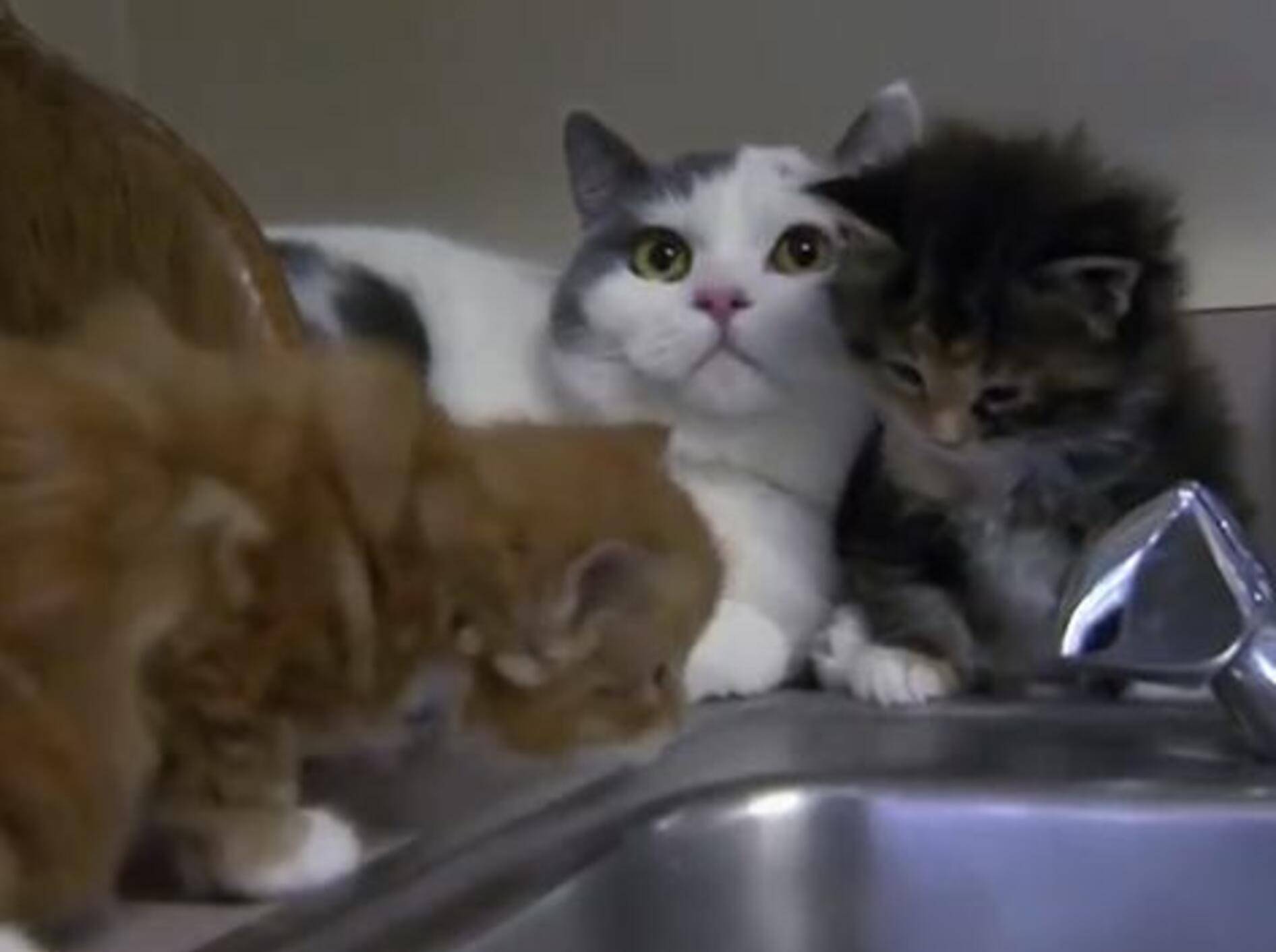 Pippa, die Katze mit dem Tierarztjob – Bild: Youtube / Animal Planet