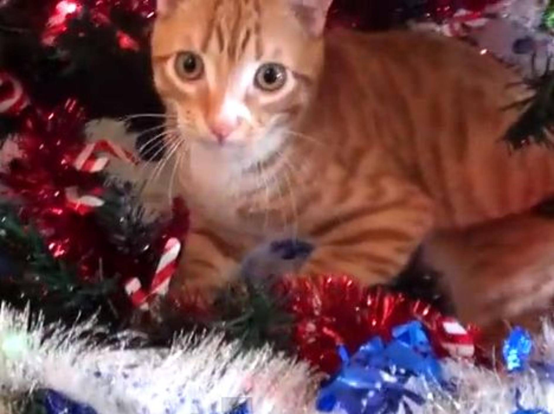 Katzen zeigen, wie man Weihnachten am besten genießt – Bild: Youtube / Chris Poole