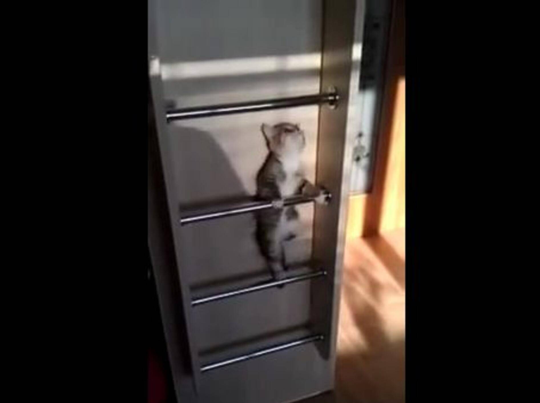Kleine Katze auf Klettertour – Bild: Youtube / Tripplc25