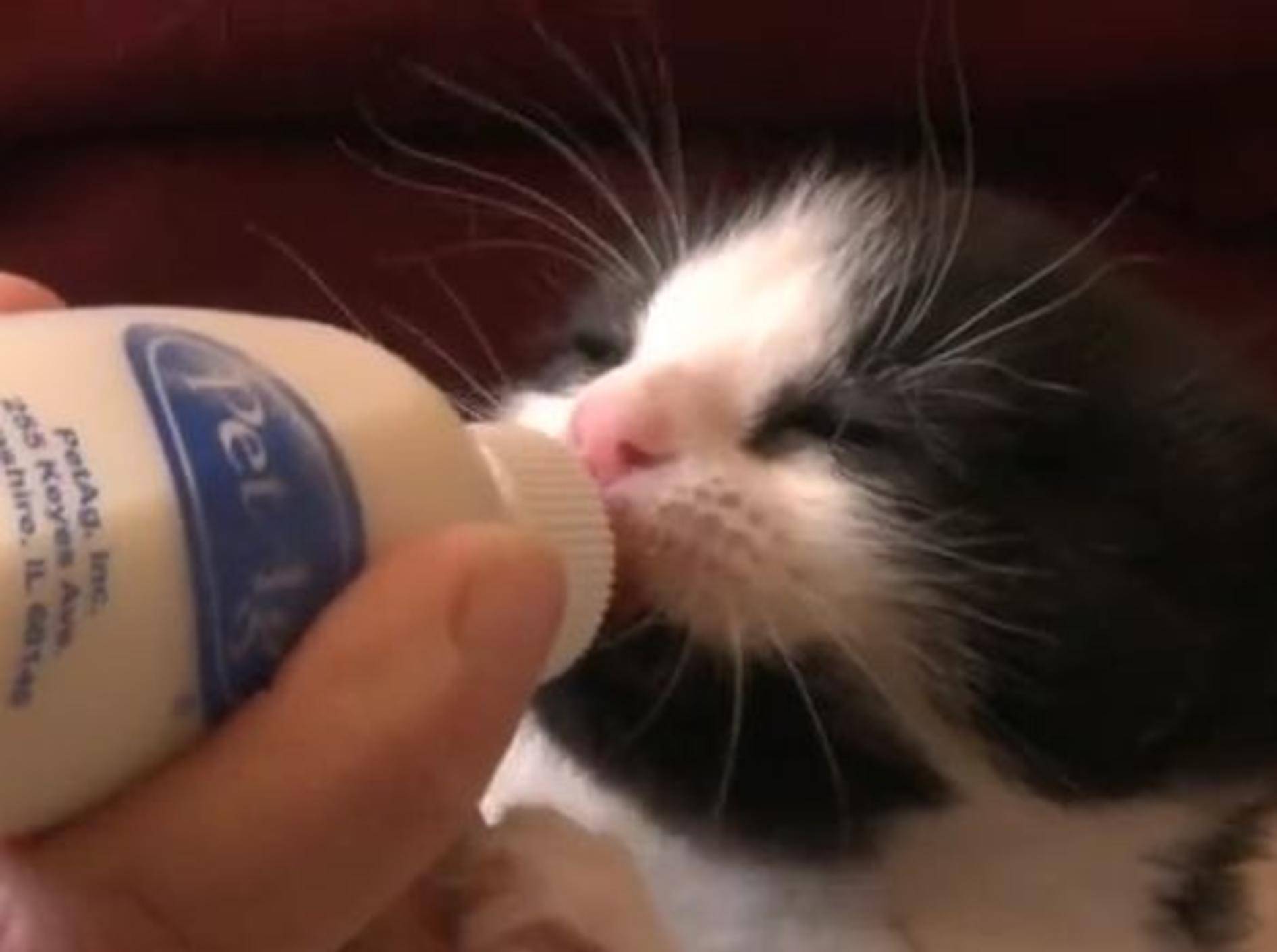 Schwarz-weißes Minikätzchen trinkt sein Fläschchen – Bild: Youtube / The Pet Collective