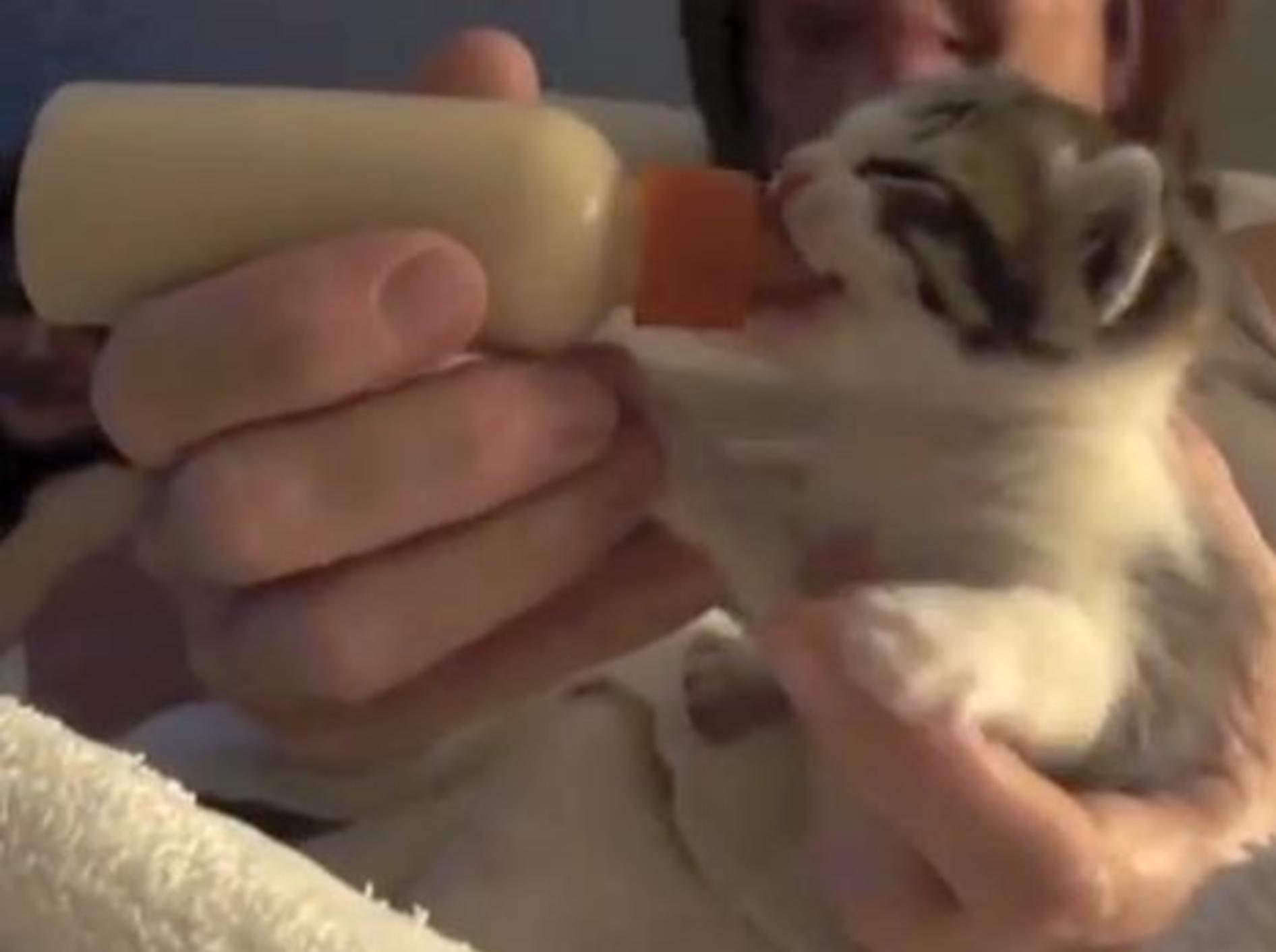Nanu Kätzchen, was sind denn das für Geräusche? – Bild: Youtube / leah Heit