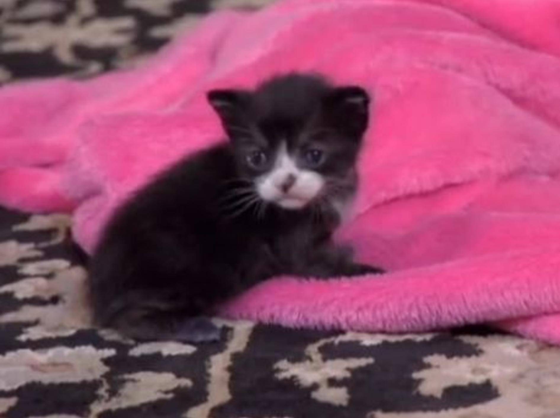 Waisenkätzchen "Oreo" findet eine neue Katzenmutter – Bild: Youtube / Animal Planet