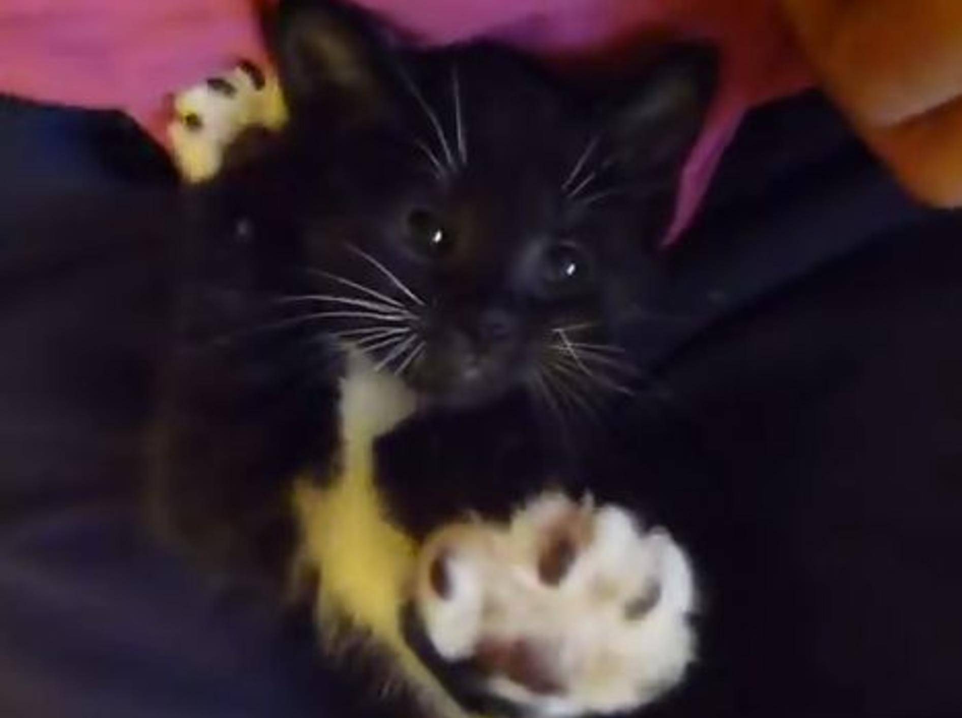 Kuscheliges Katzenbaby zeigt seine Pfötchen – Bild: Youtube / autoturk