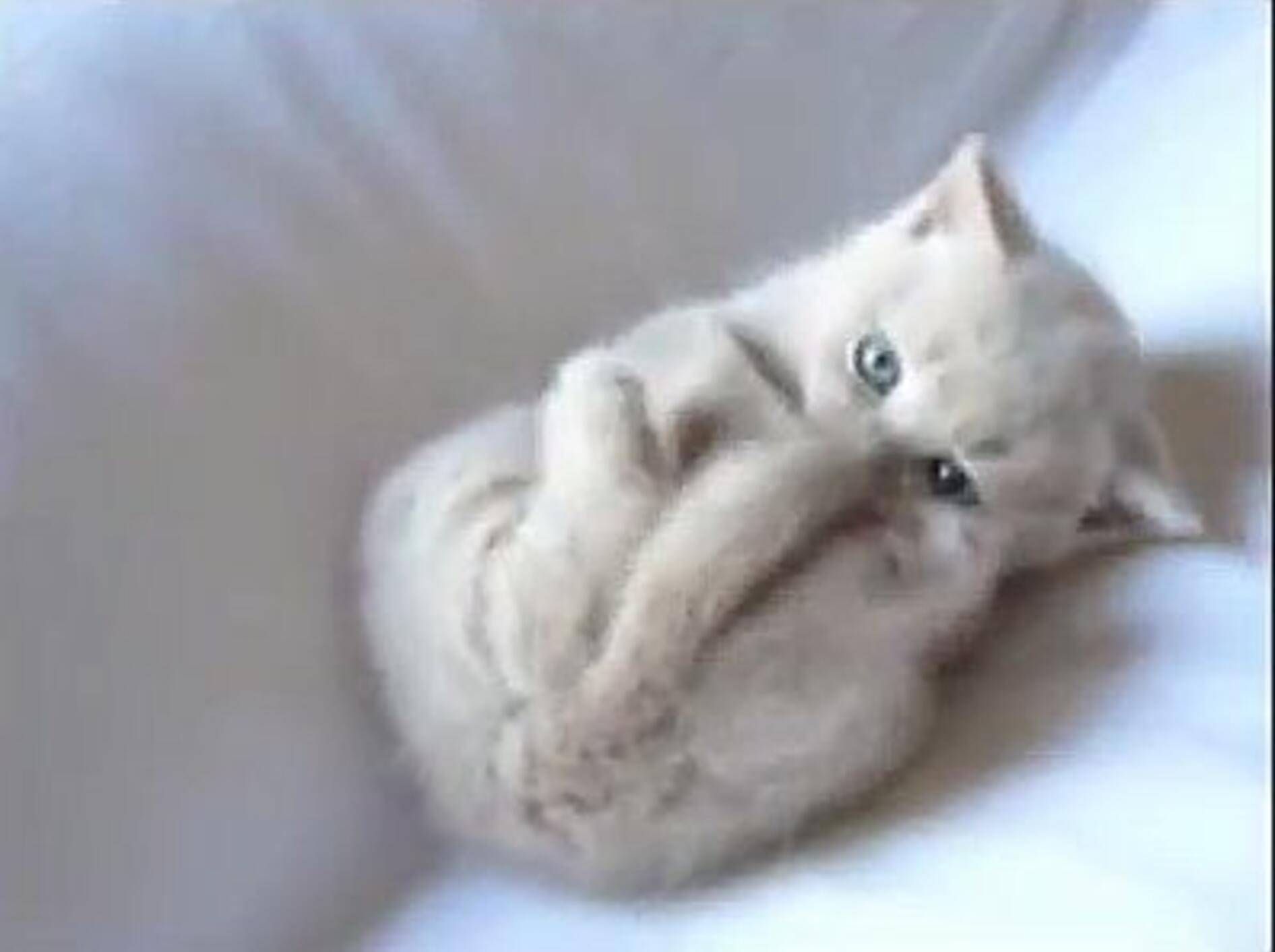 Babykatze nuckelt am Pfötchen – Bild: Youtube / Sabine Rath