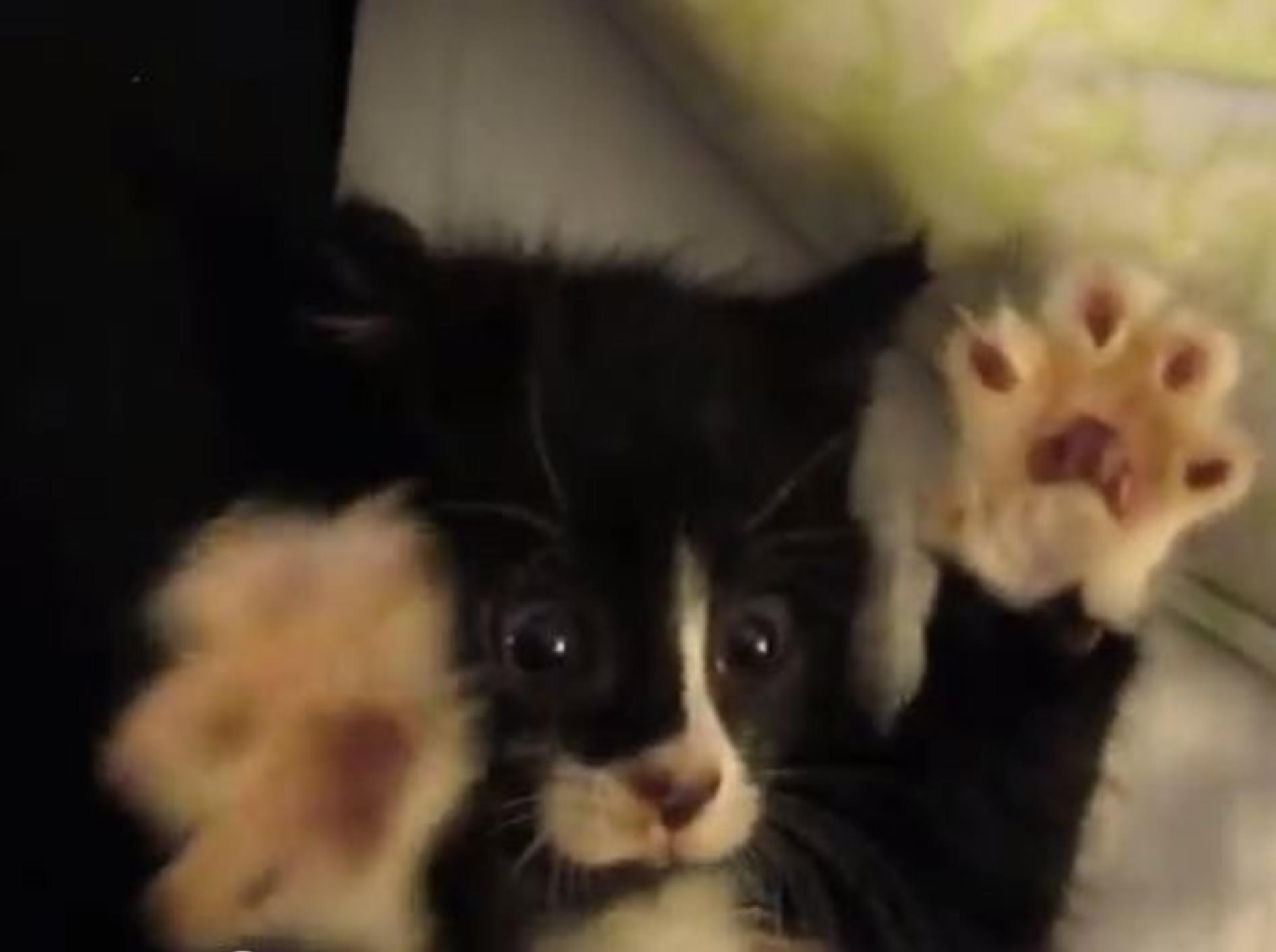 So knuffig: Trefft Katzenbaby Squeaky Cheeks – Bild: Youtube / krisbartram·