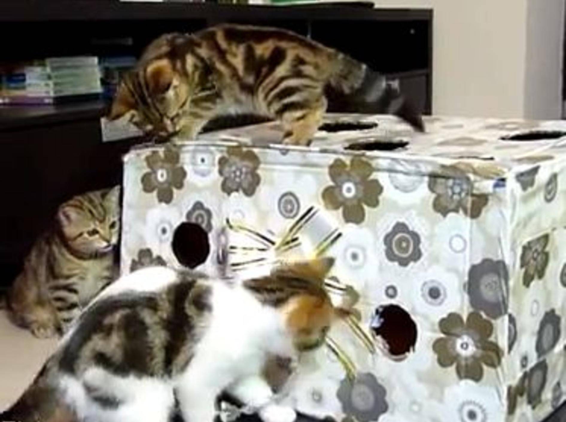 Knuddelkatzen spielen im Geschenkkarton – Bild: Youtube / Funnycatsandnicefish