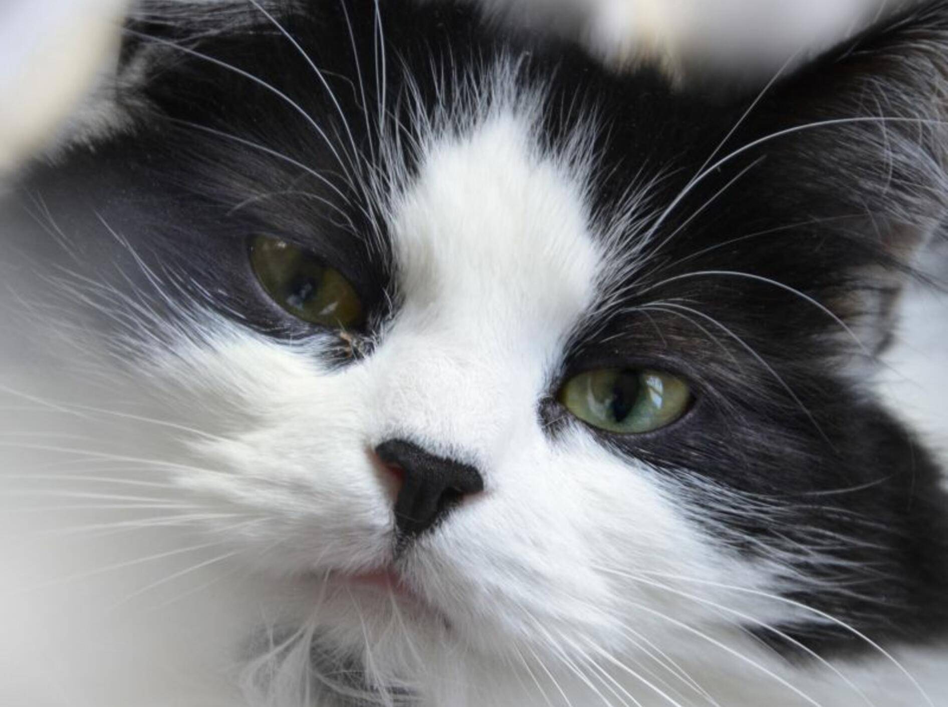 Schwarz-weiß und wunderschön: Das ist eine Maine Coon – Bild: Shutterstock / Nicole Gordine